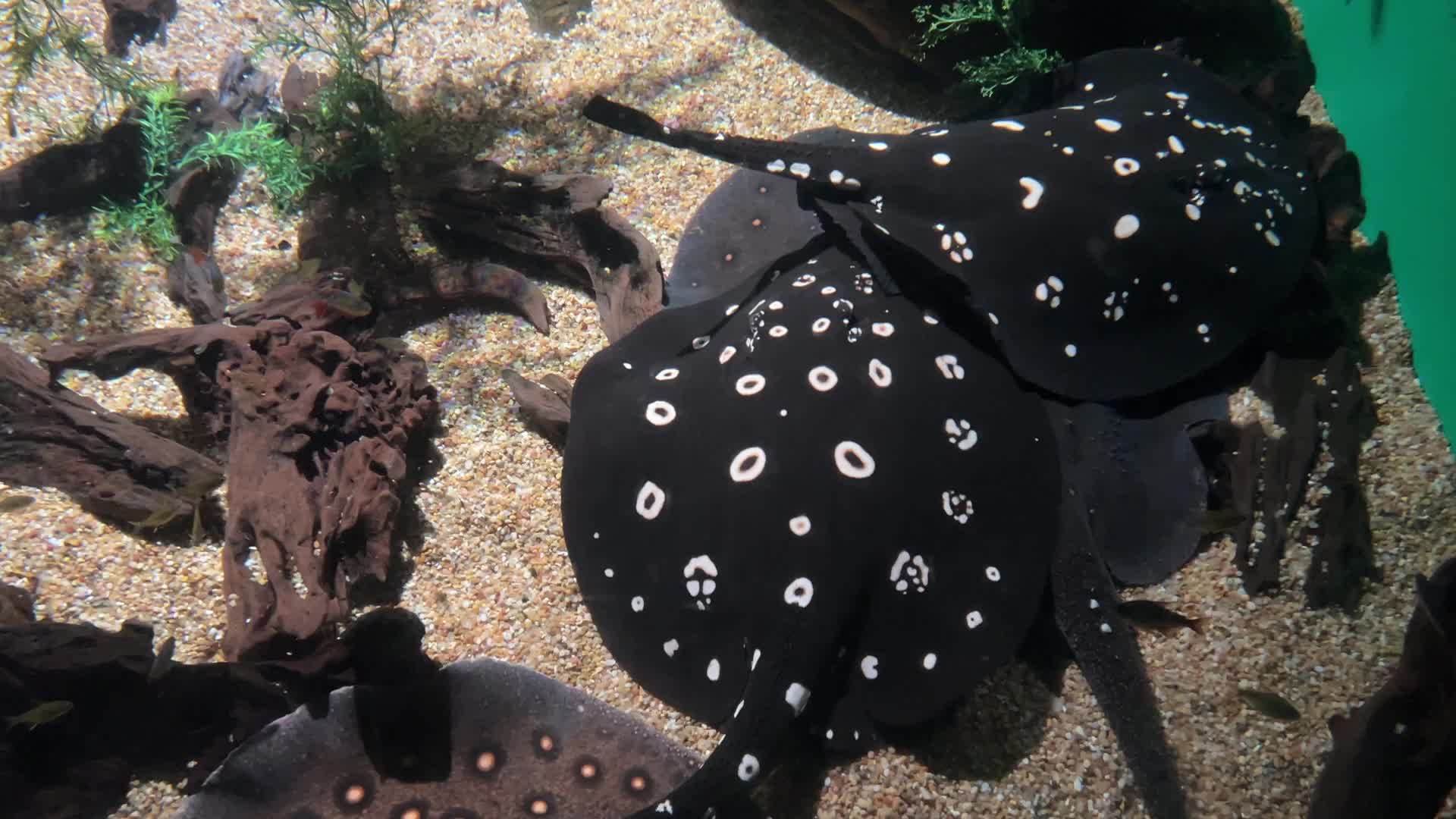 White-blotched river stingray