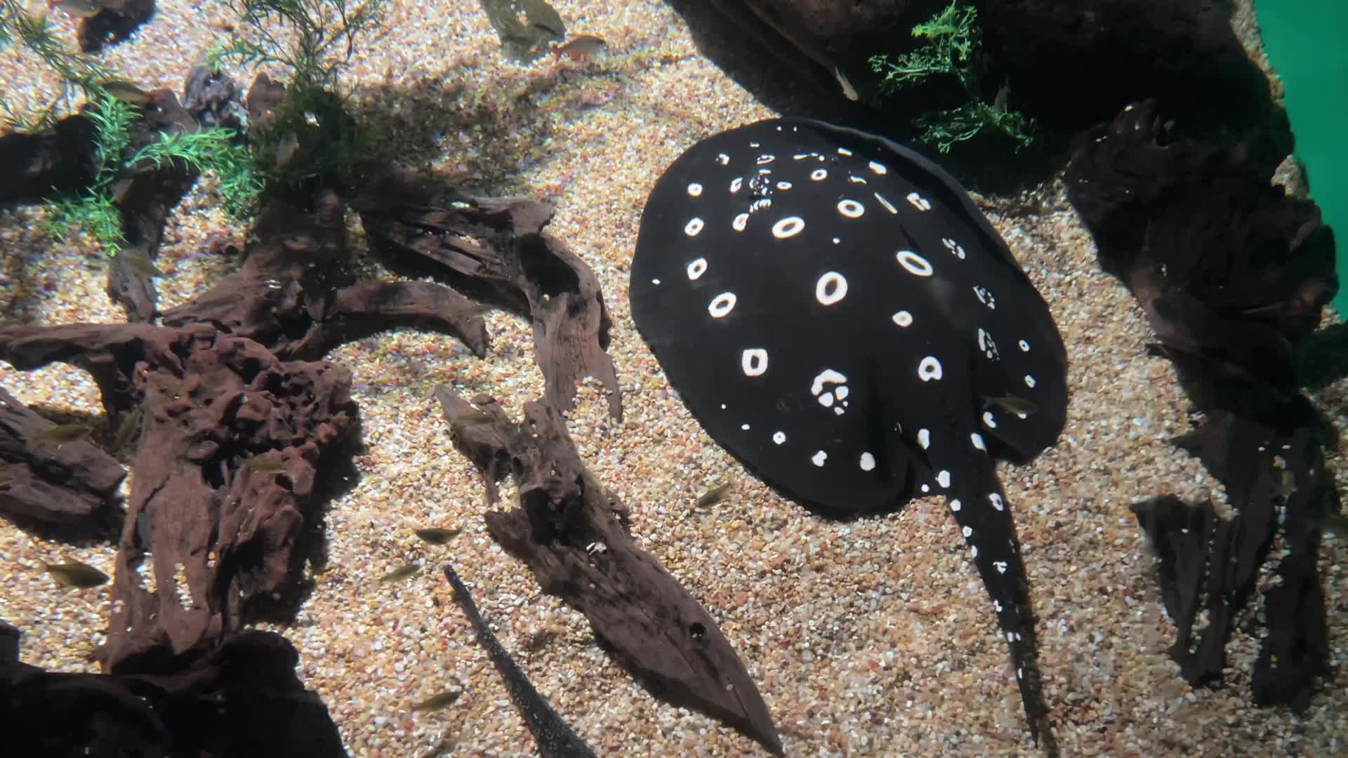 White-blotched river stingray