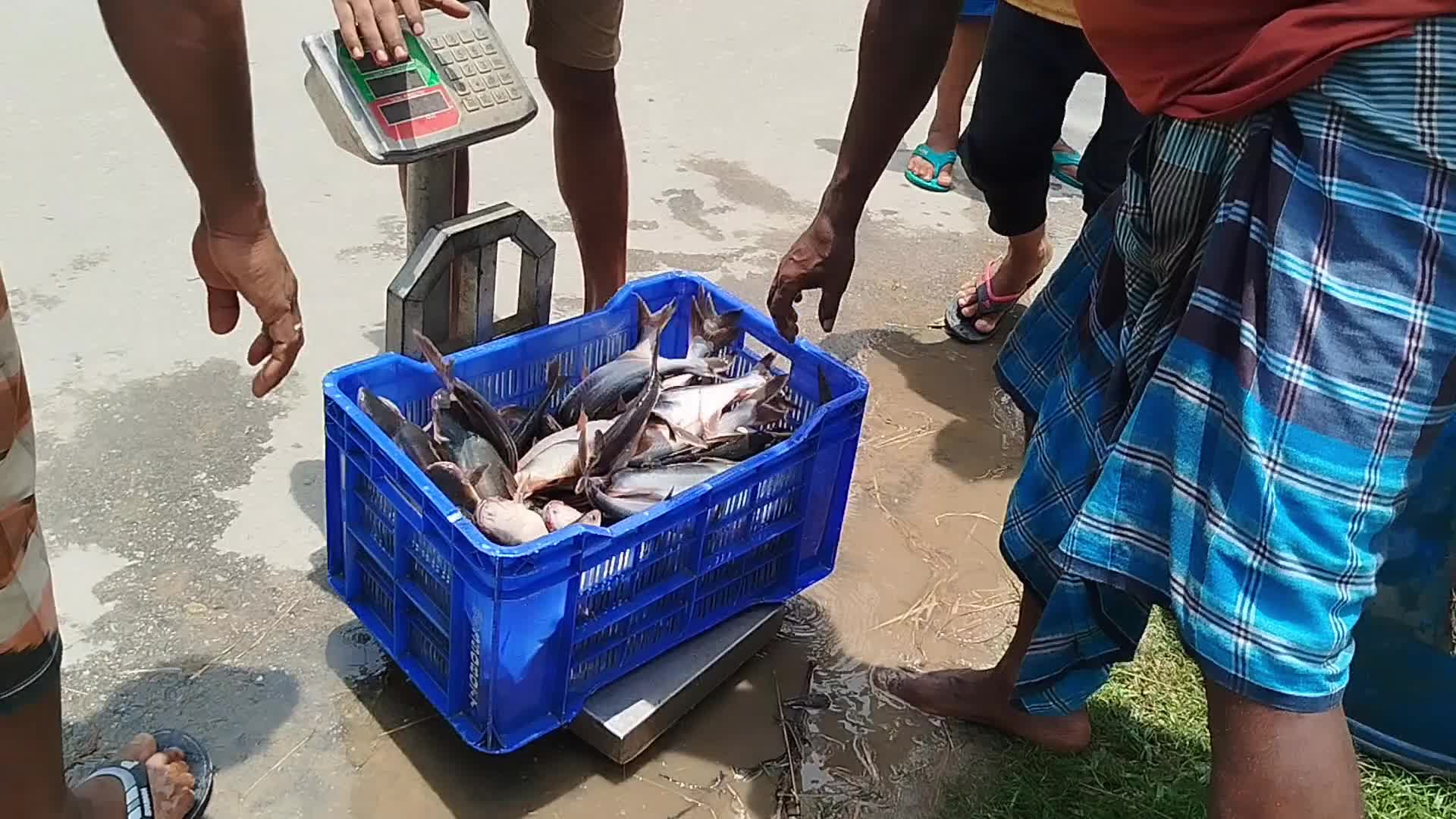 Fish Farming in Bangladesh 