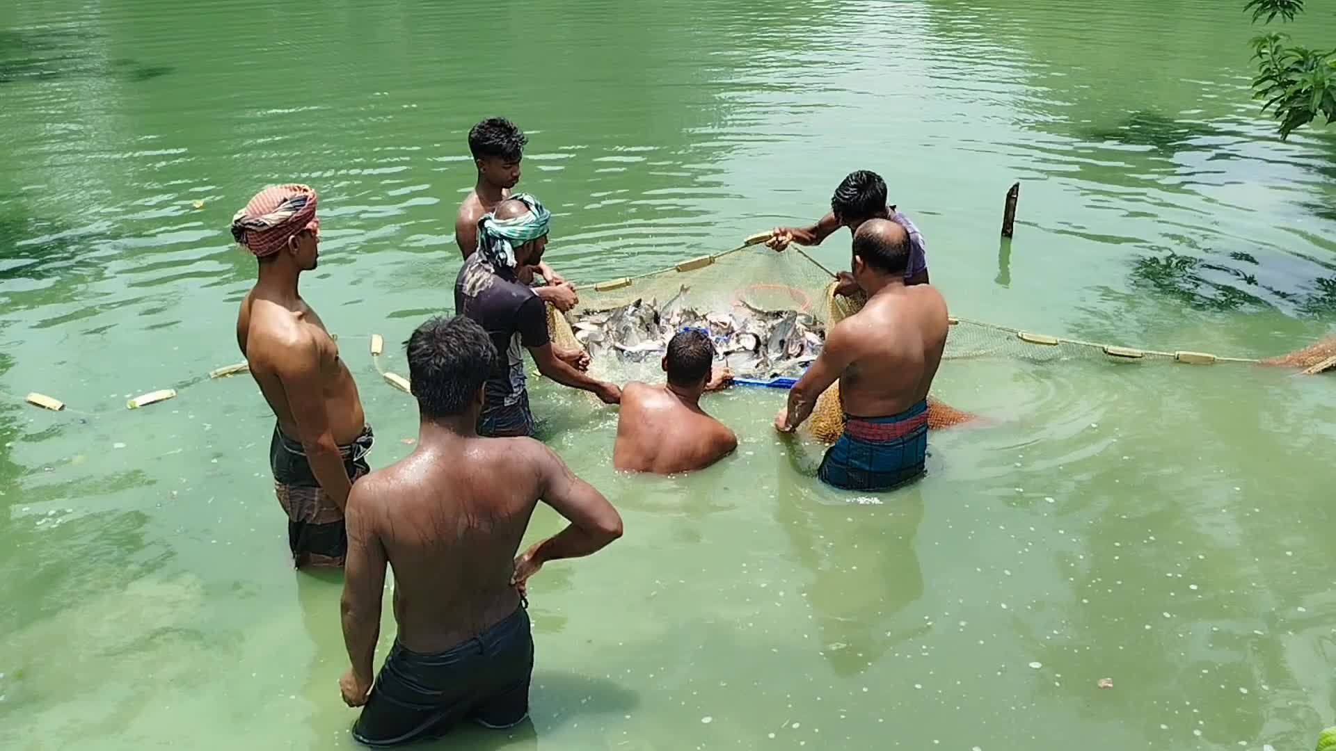Fish Farming in Bangladesh 