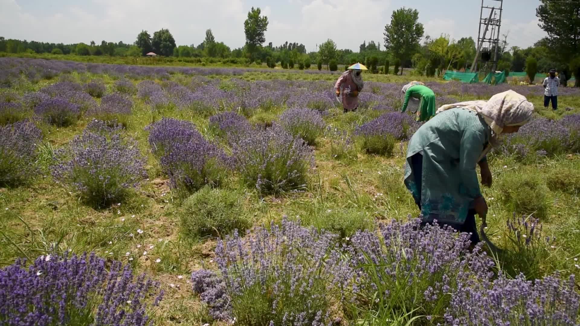 Lavender harvesting and Processing in Pulwama, Kashmir, India