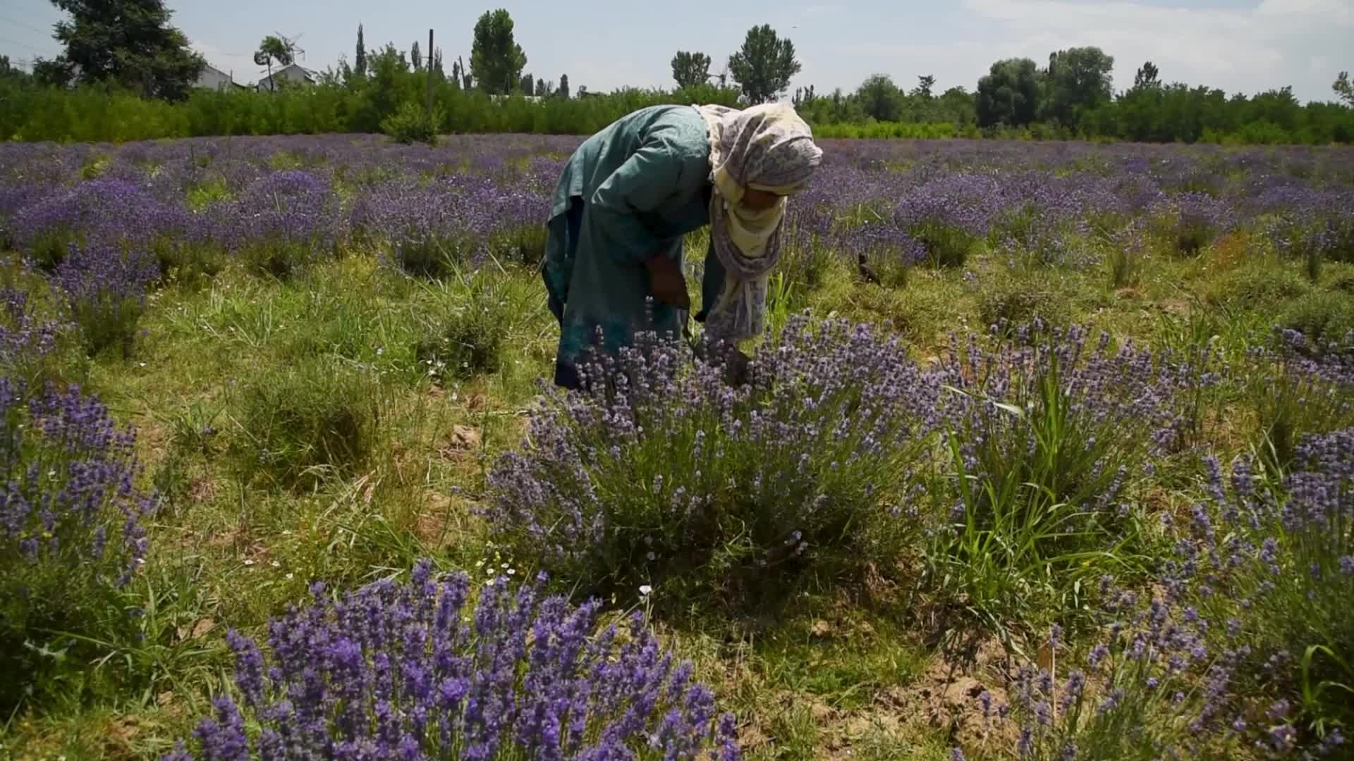 Lavender harvesting and Processing in Pulwama, Kashmir, India