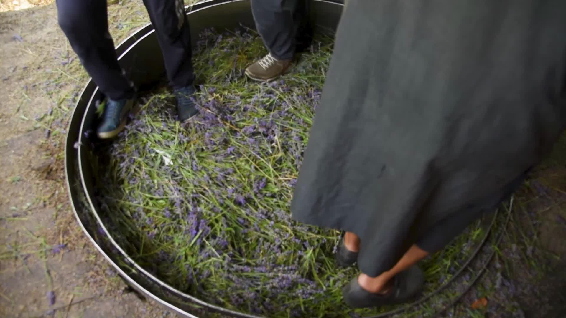 Lavender harvesting and Processing in Pulwama, Kashmir, India