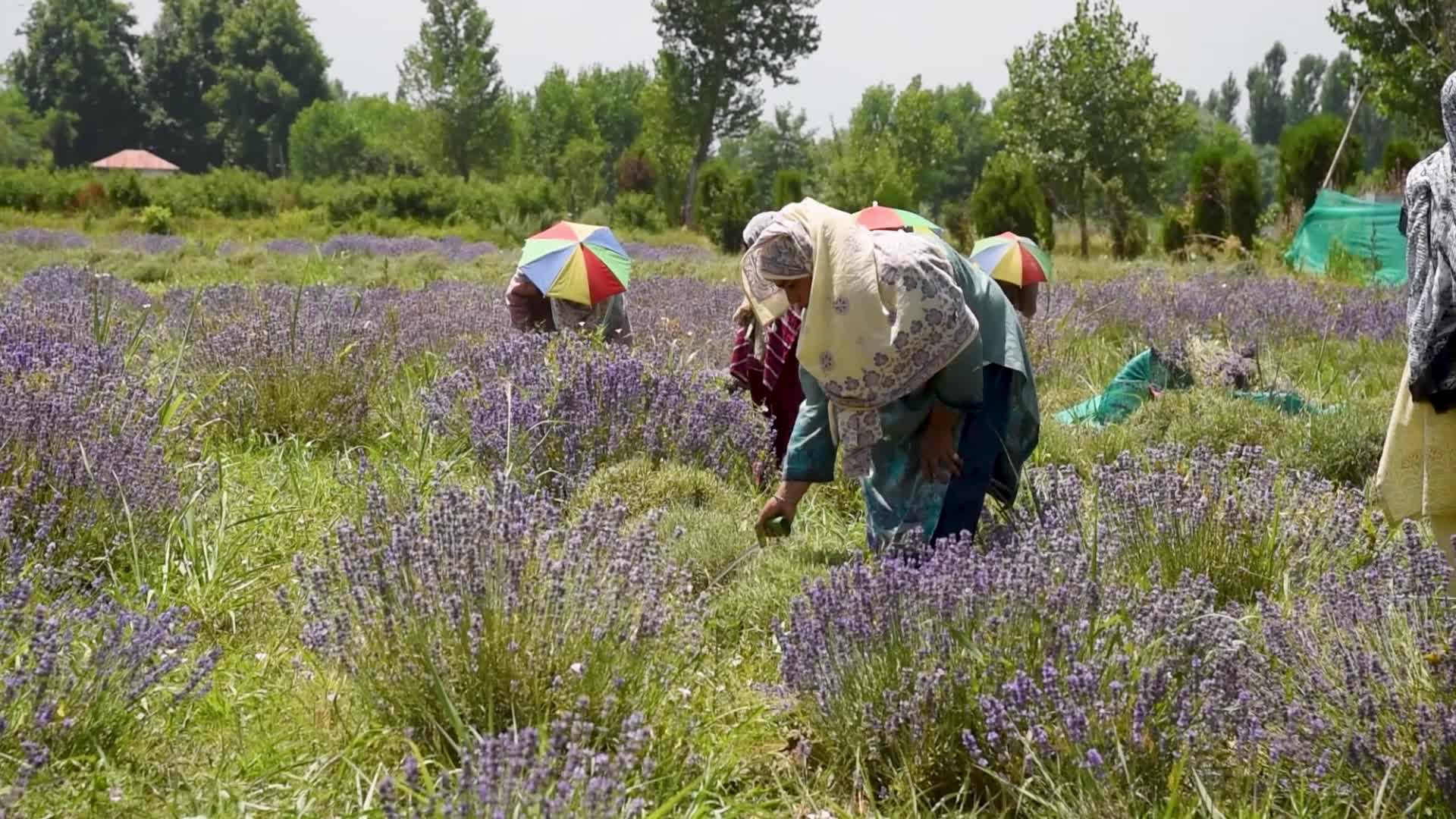 Lavender harvesting and Processing in Pulwama, Kashmir, India
