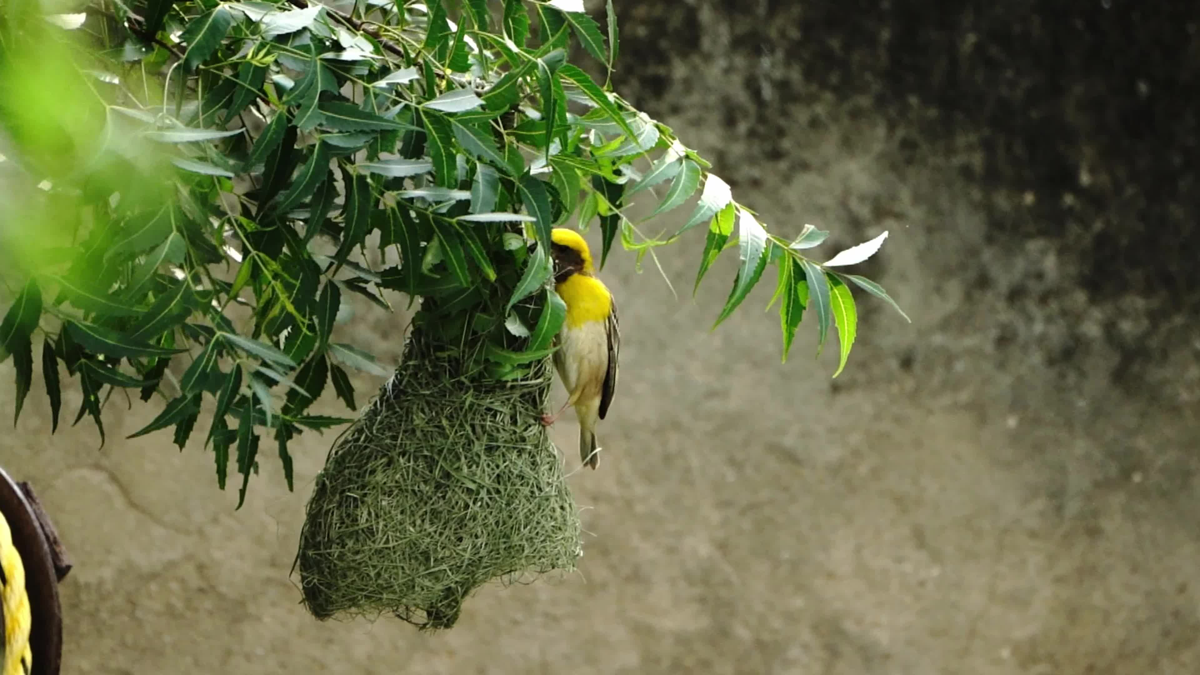 The baya weaver (Ploceus Philippinus) birds build their nest hanging from a tree on the outskirts of Ajmer
