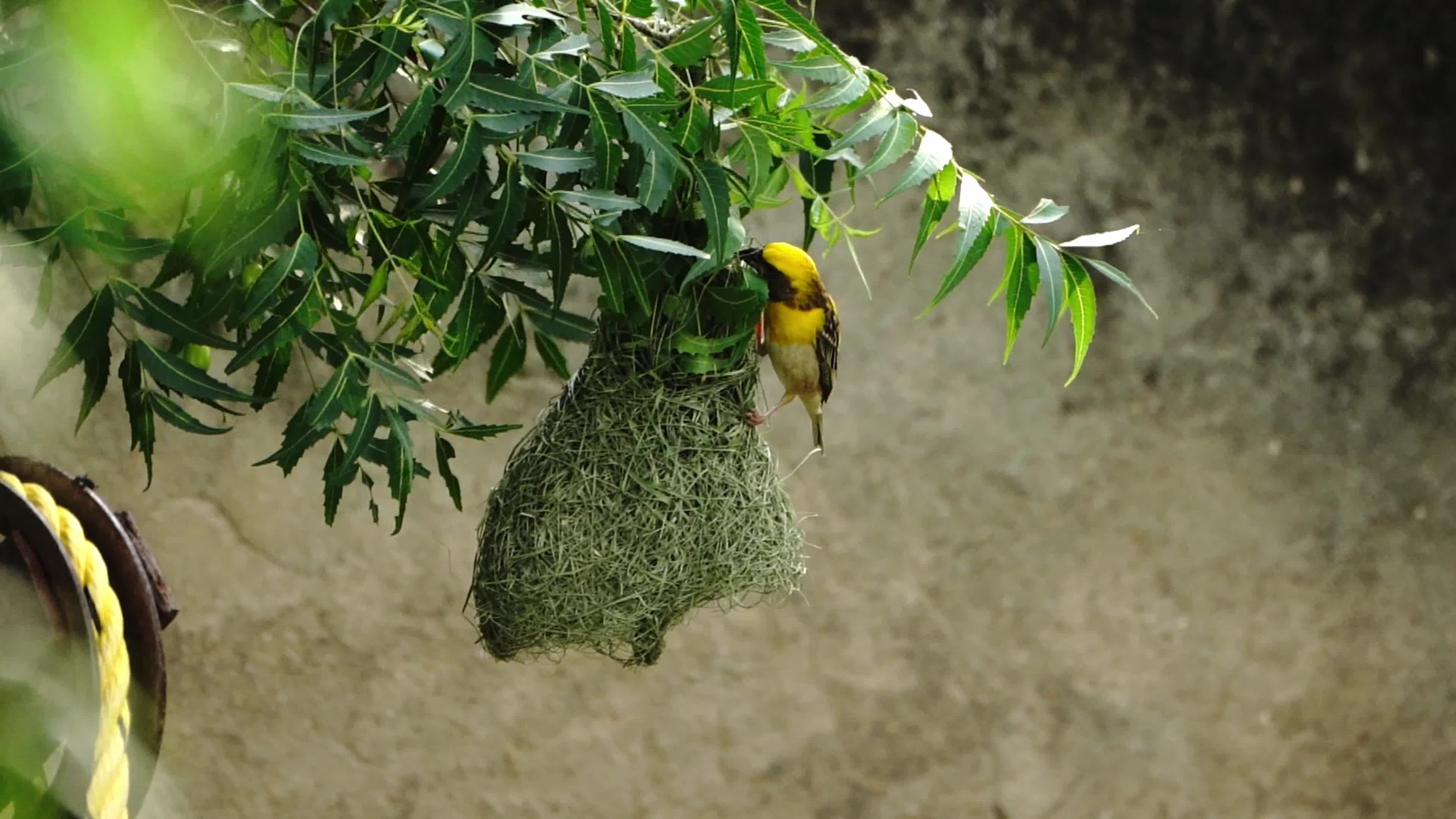 The baya weaver (Ploceus Philippinus) birds build their nest hanging from a tree on the outskirts of Ajmer