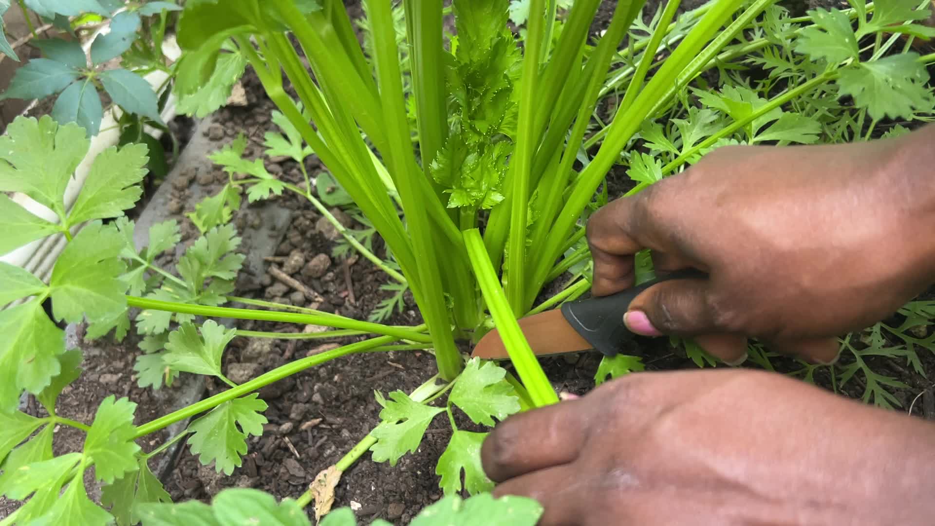 Agriculture in Toronto