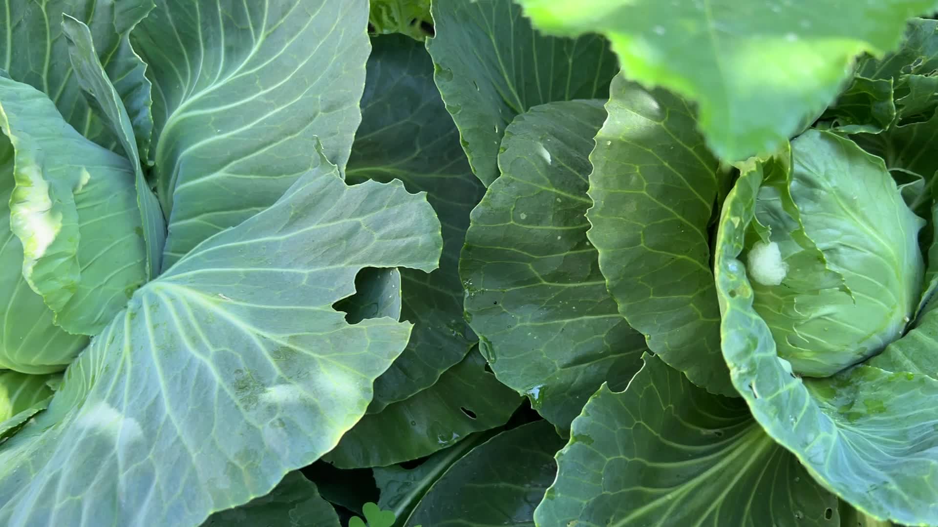 Agriculture in Toronto