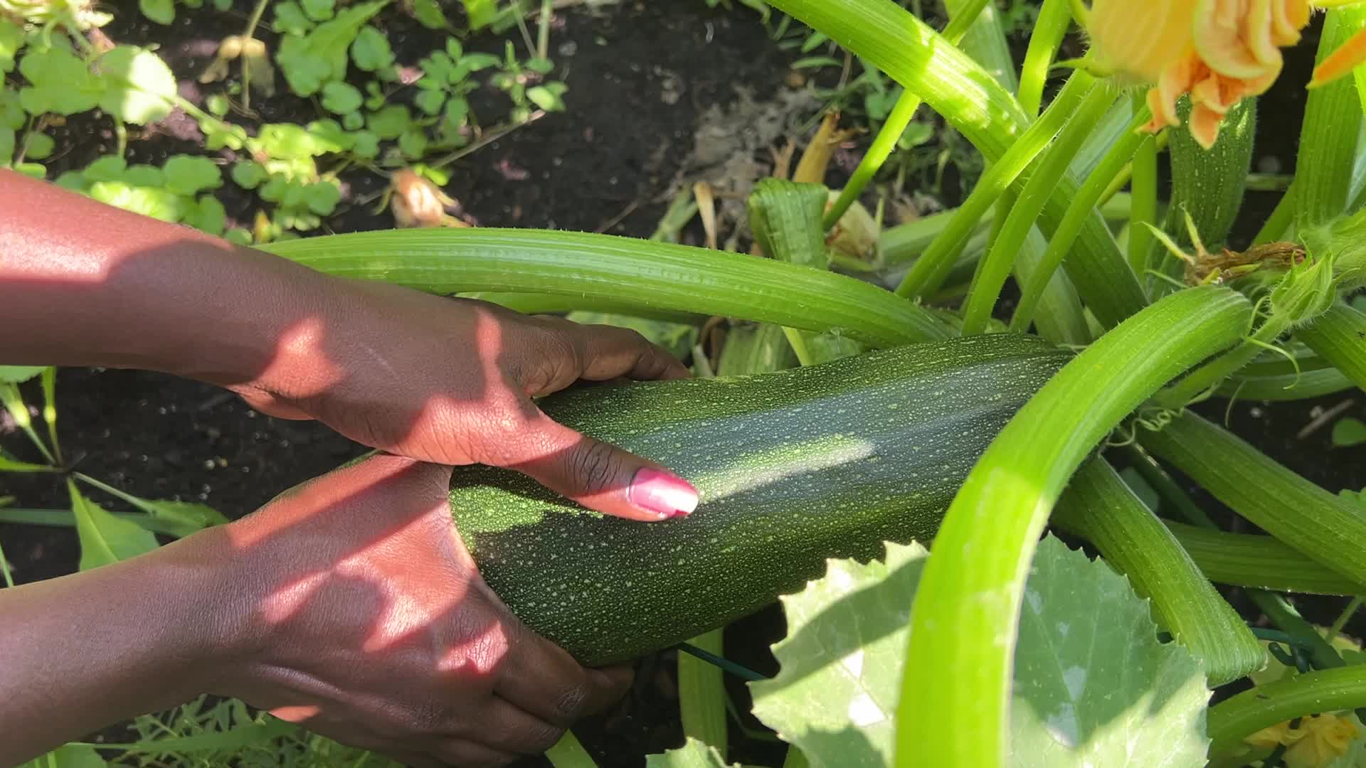 Agriculture in Toronto