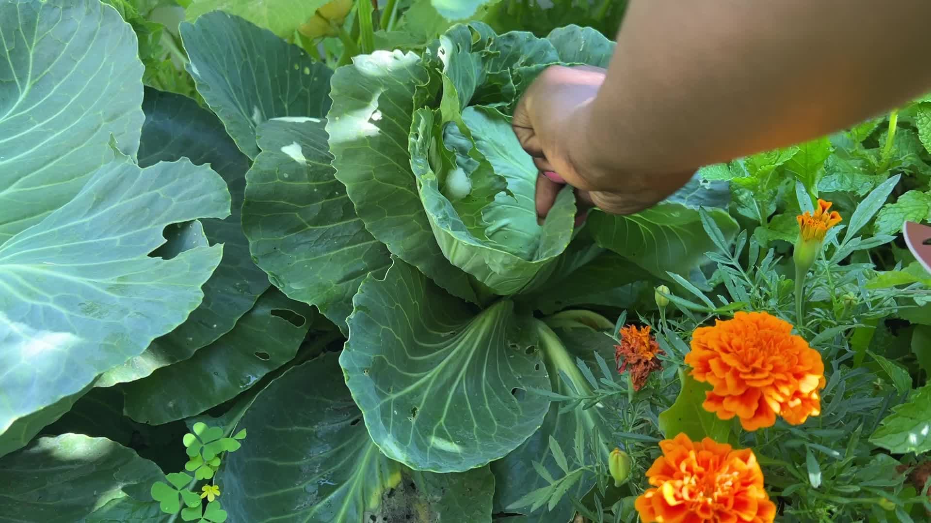 Agriculture in Toronto