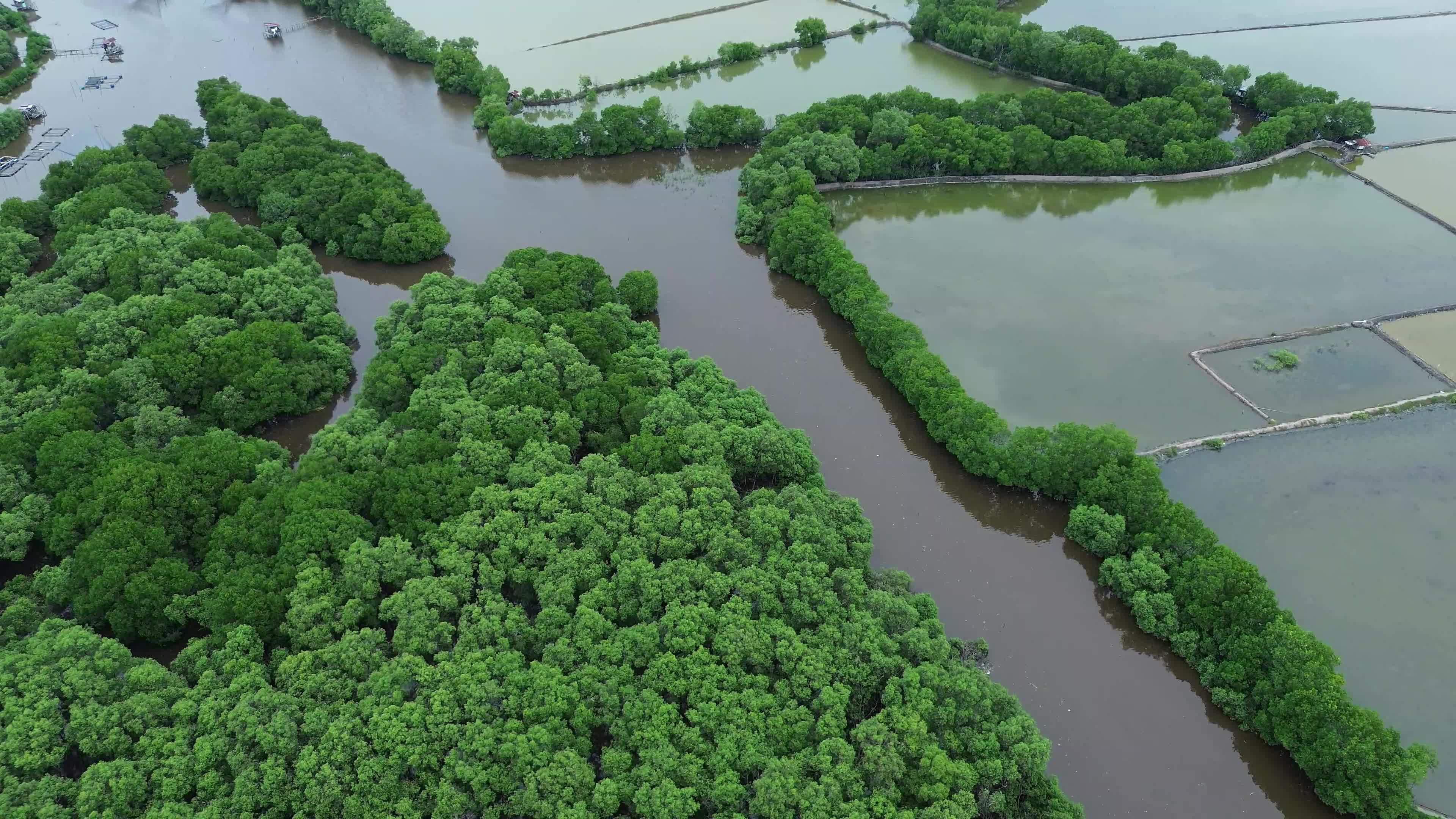 Farmers use Mangrove Fruit in Aceh