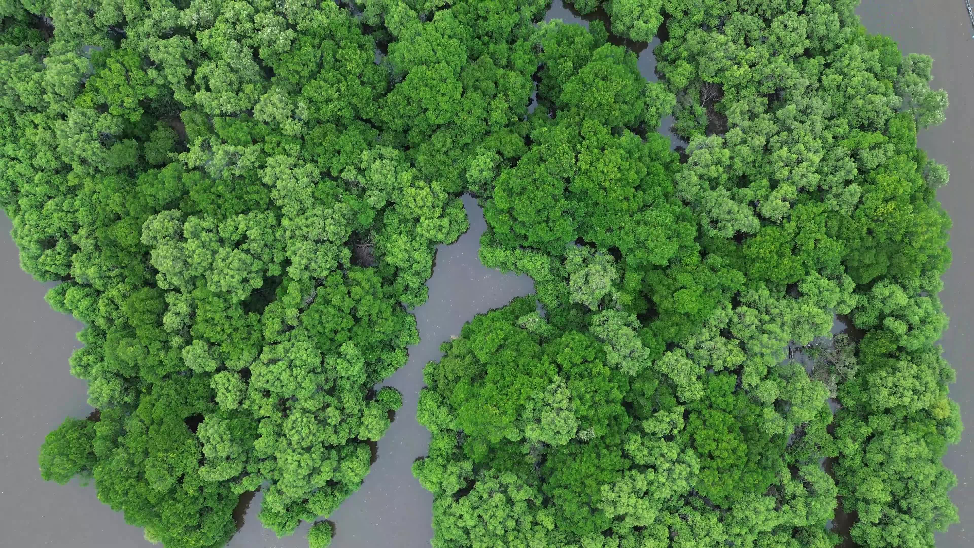 Farmers use Mangrove Fruit in Aceh