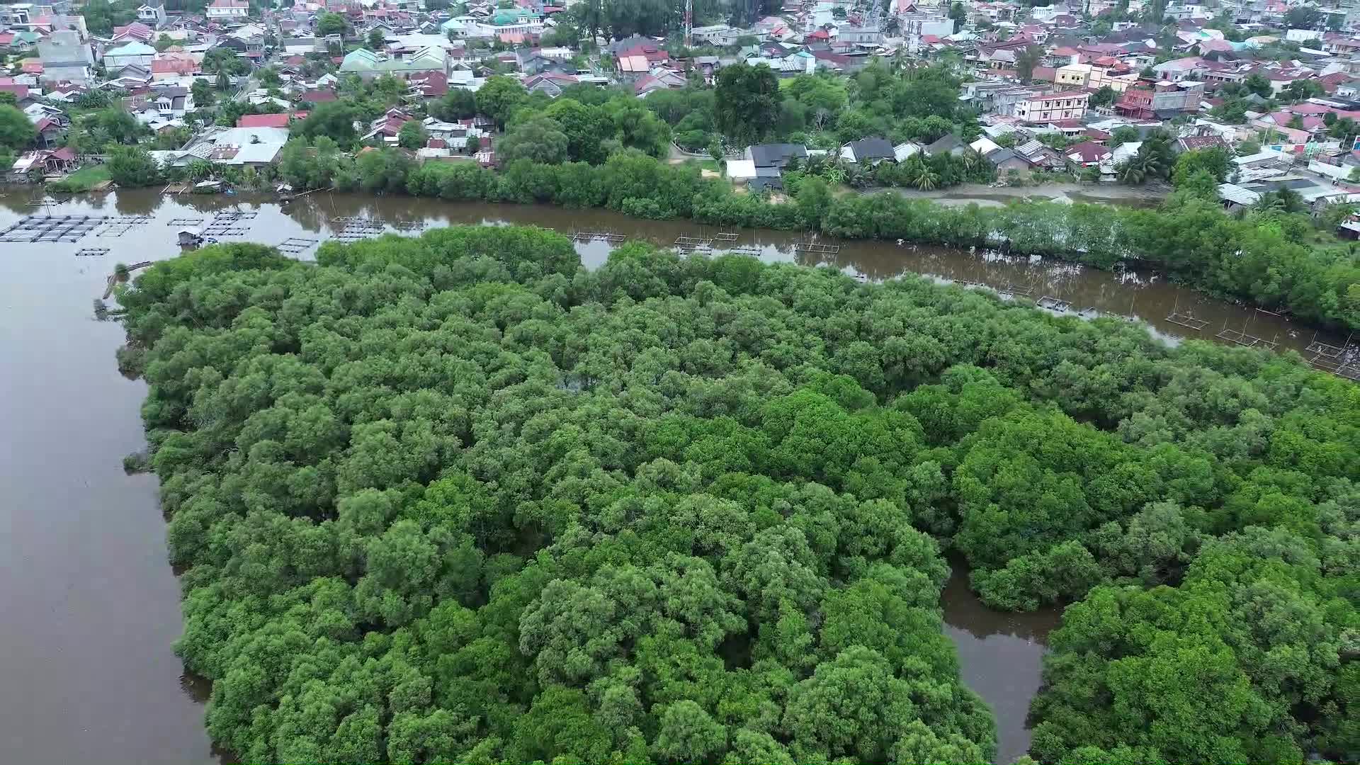 Farmers use Mangrove Fruit in Aceh