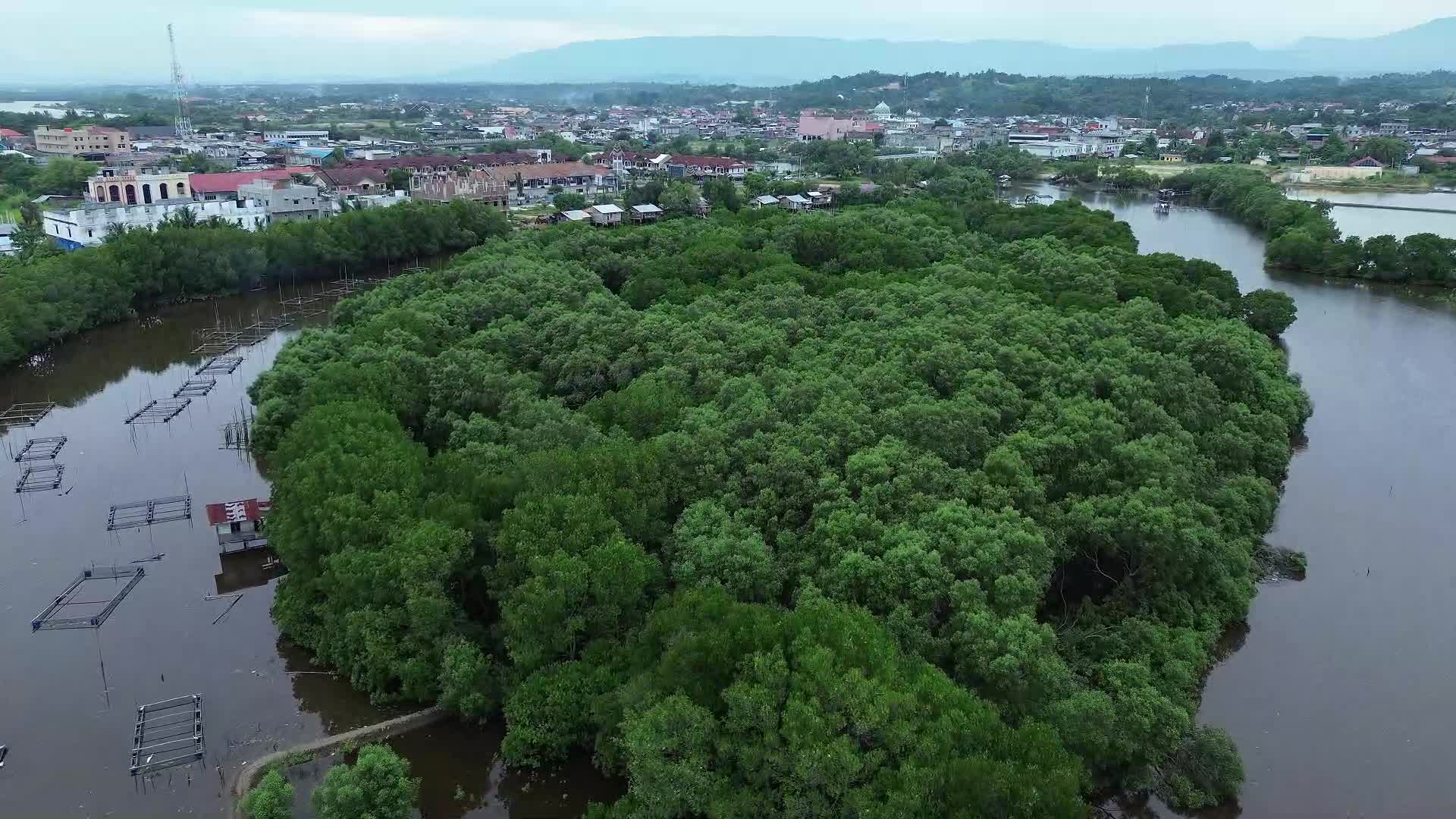 Farmers use Mangrove Fruit in Aceh