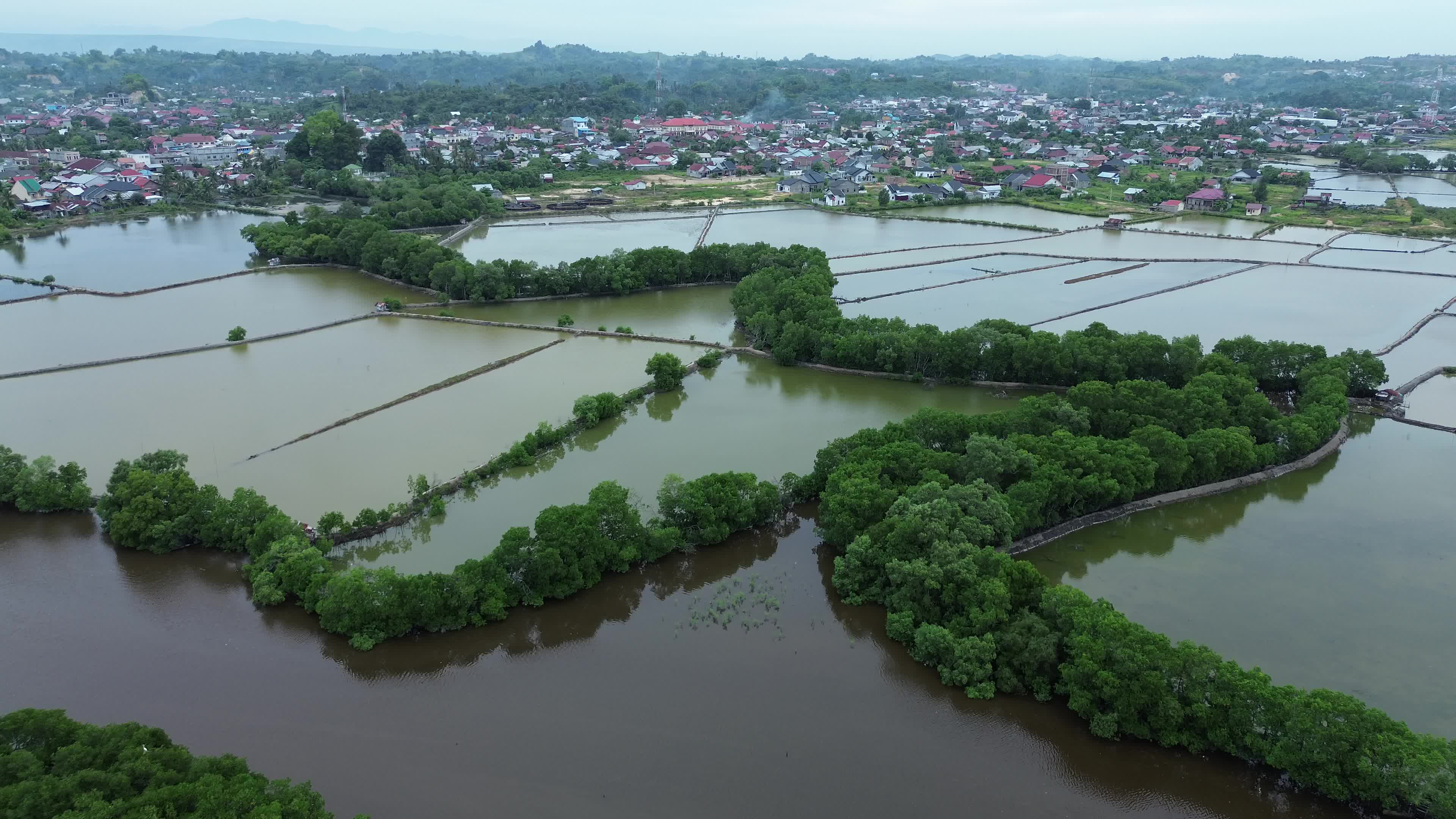 Farmers use Mangrove Fruit in Aceh