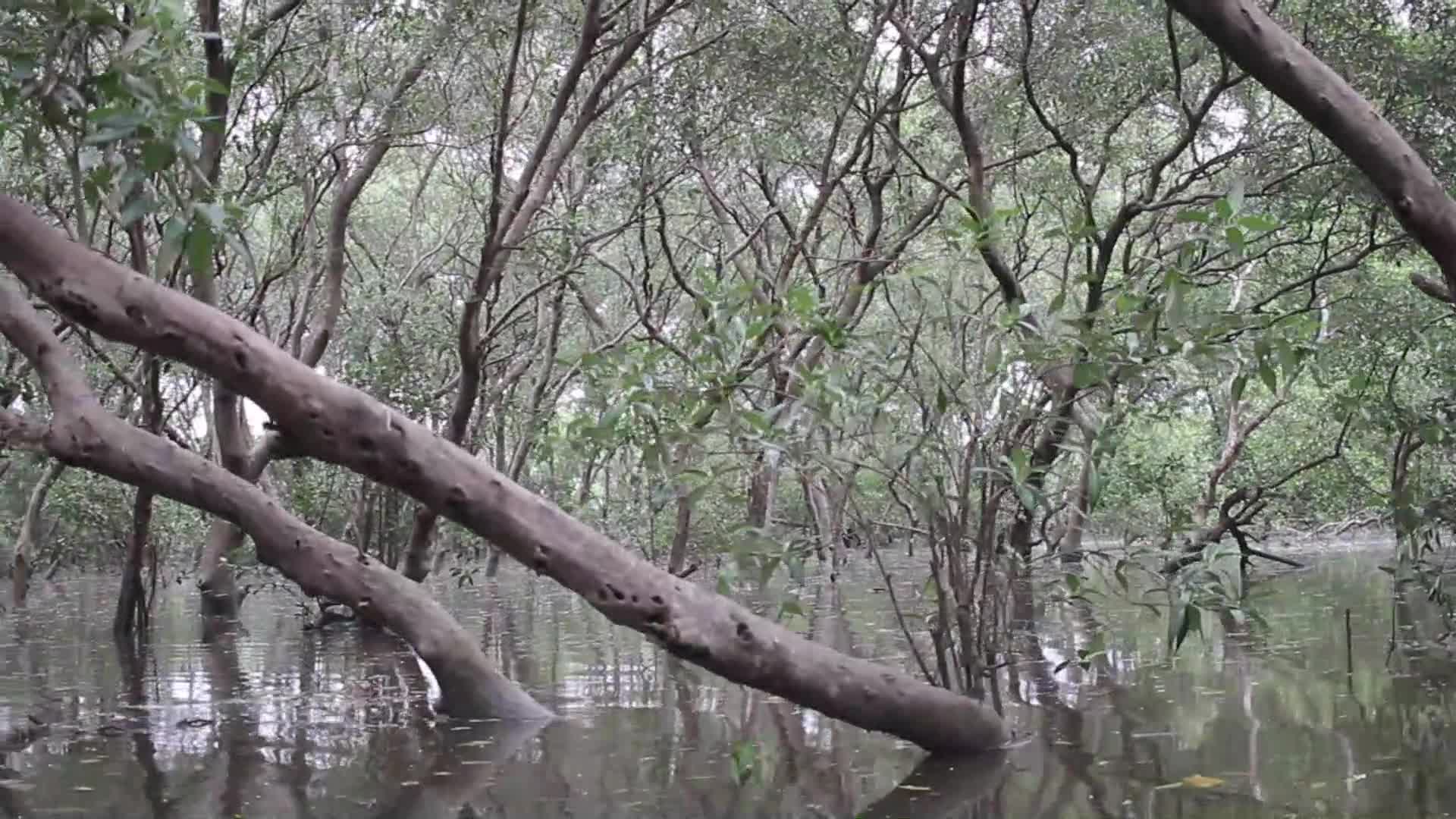 Farmers use Mangrove Fruit in Aceh