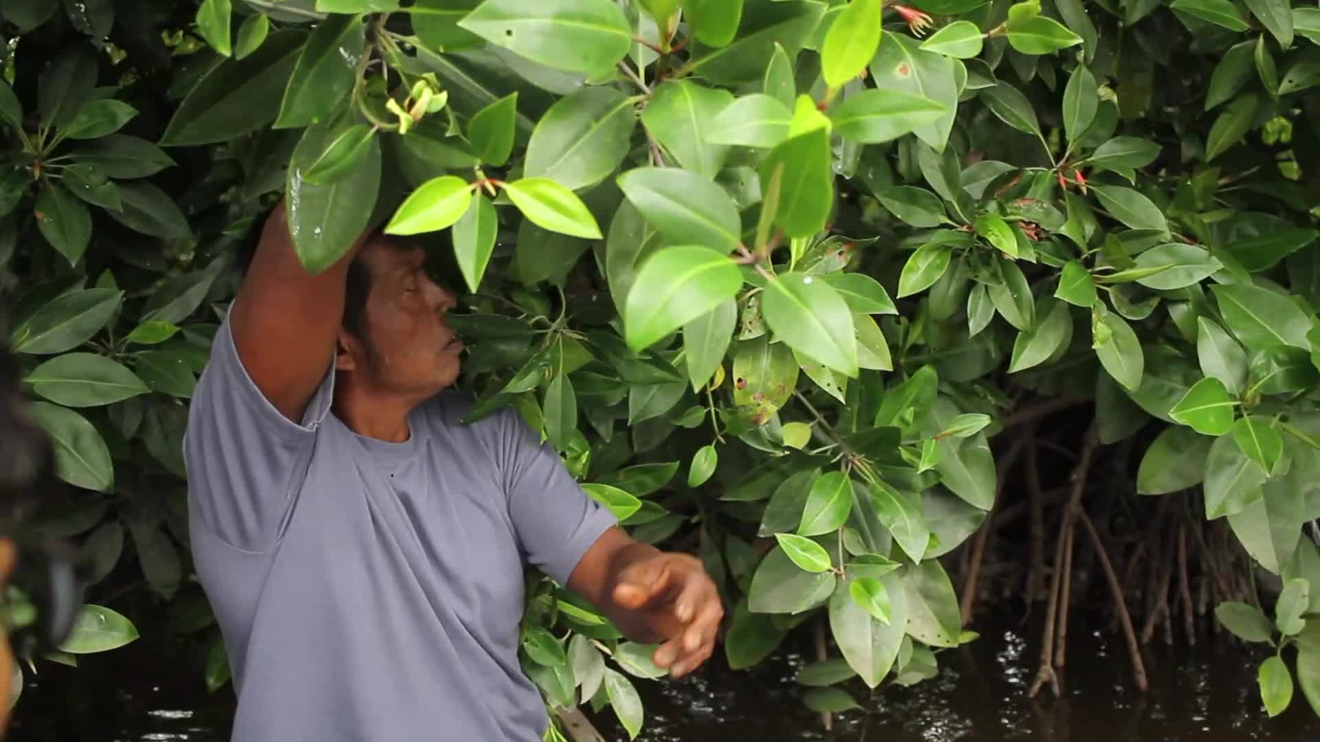 Farmers use Mangrove Fruit in Aceh