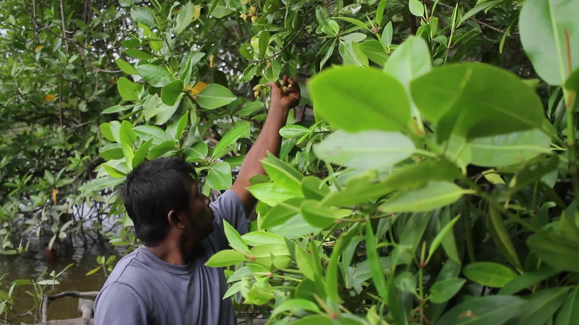 Farmers use Mangrove Fruit in Aceh