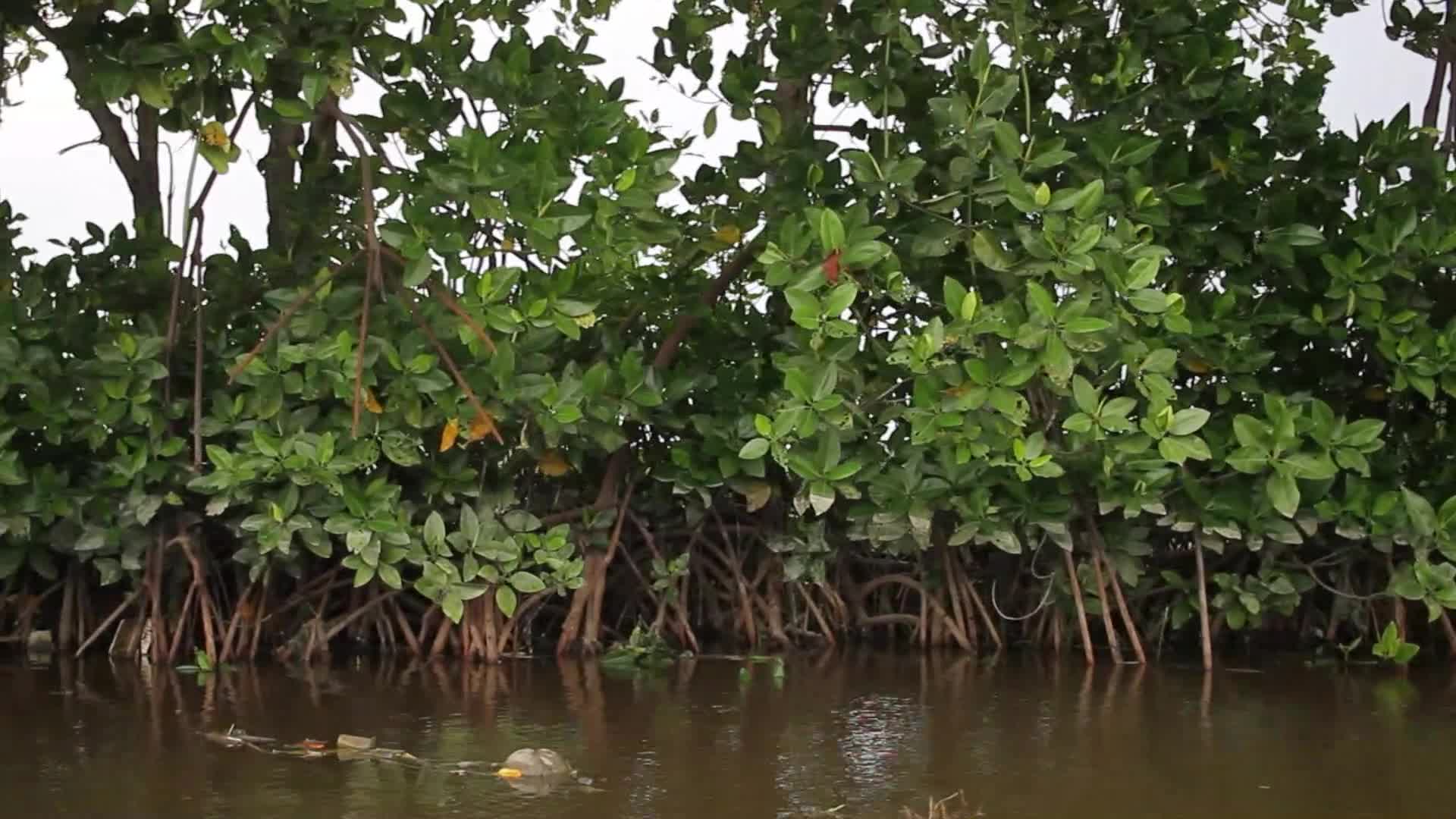Farmers use Mangrove Fruit in Aceh