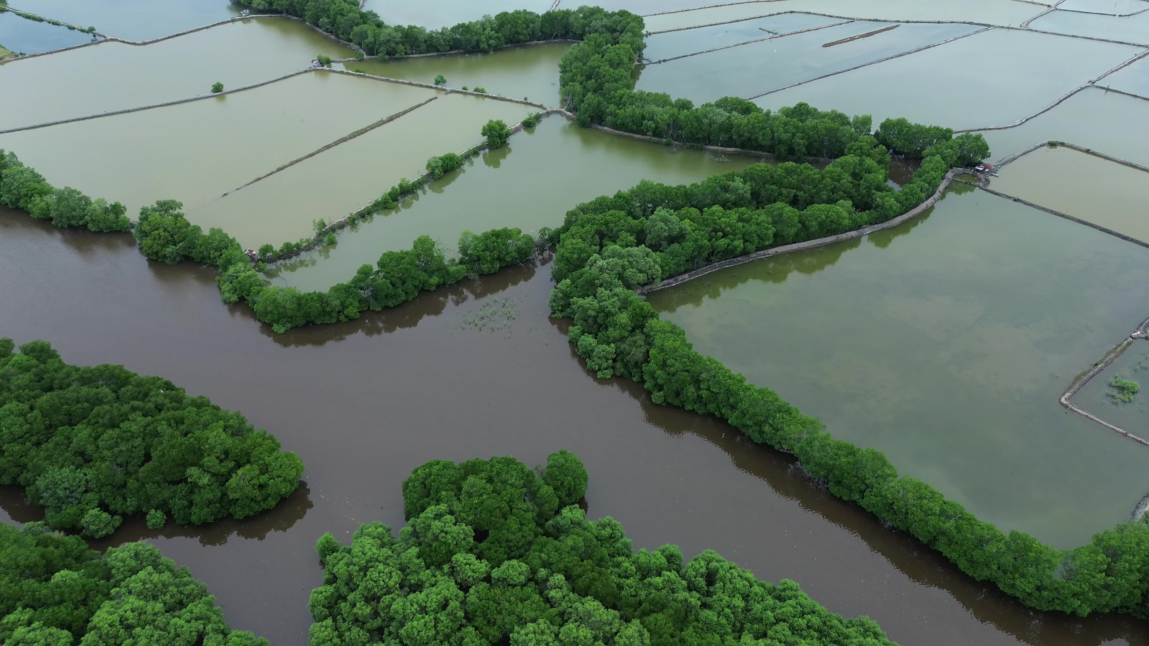 Farmers use Mangrove Fruit in Aceh