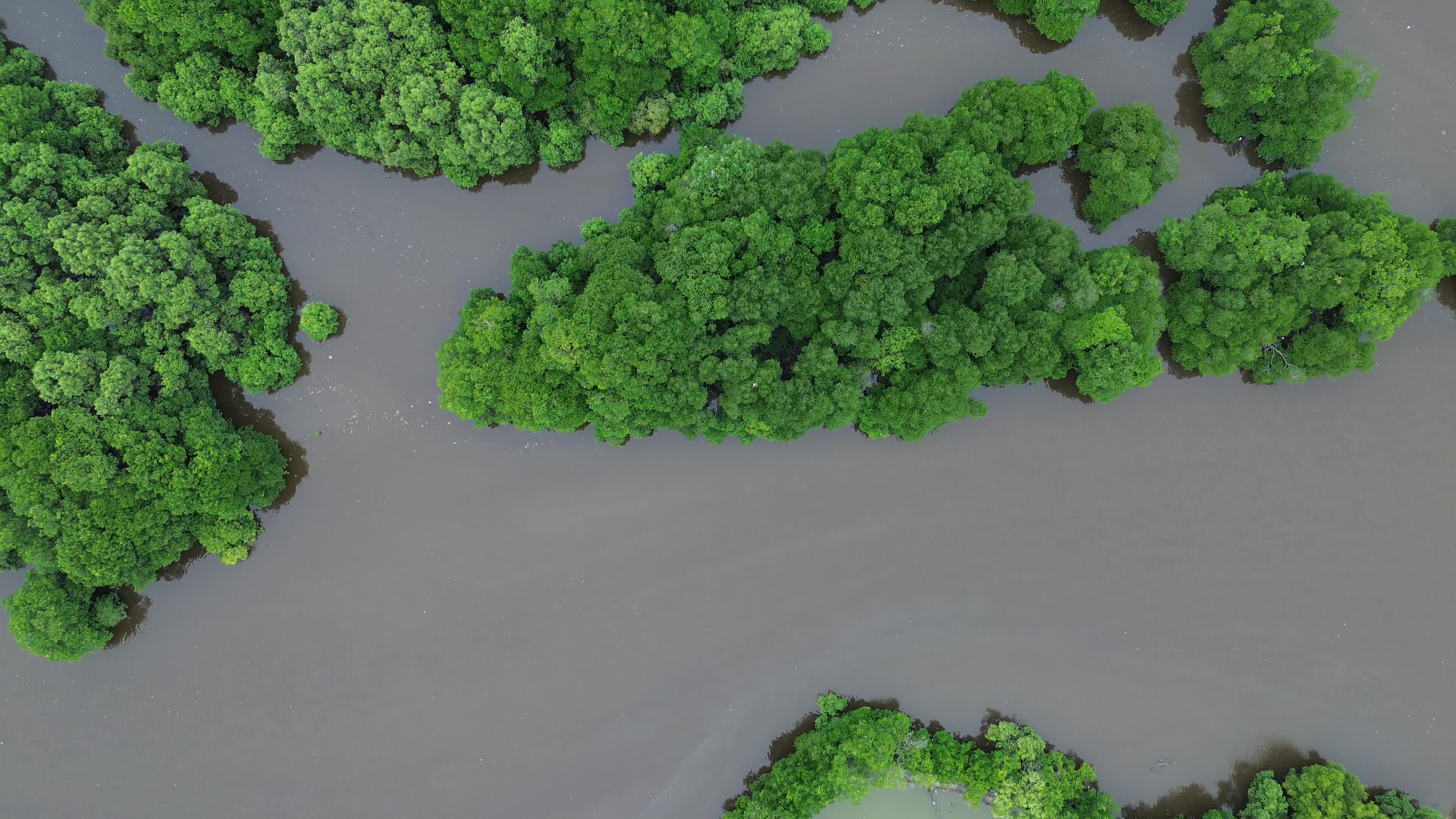 Farmers use Mangrove Fruit in Aceh
