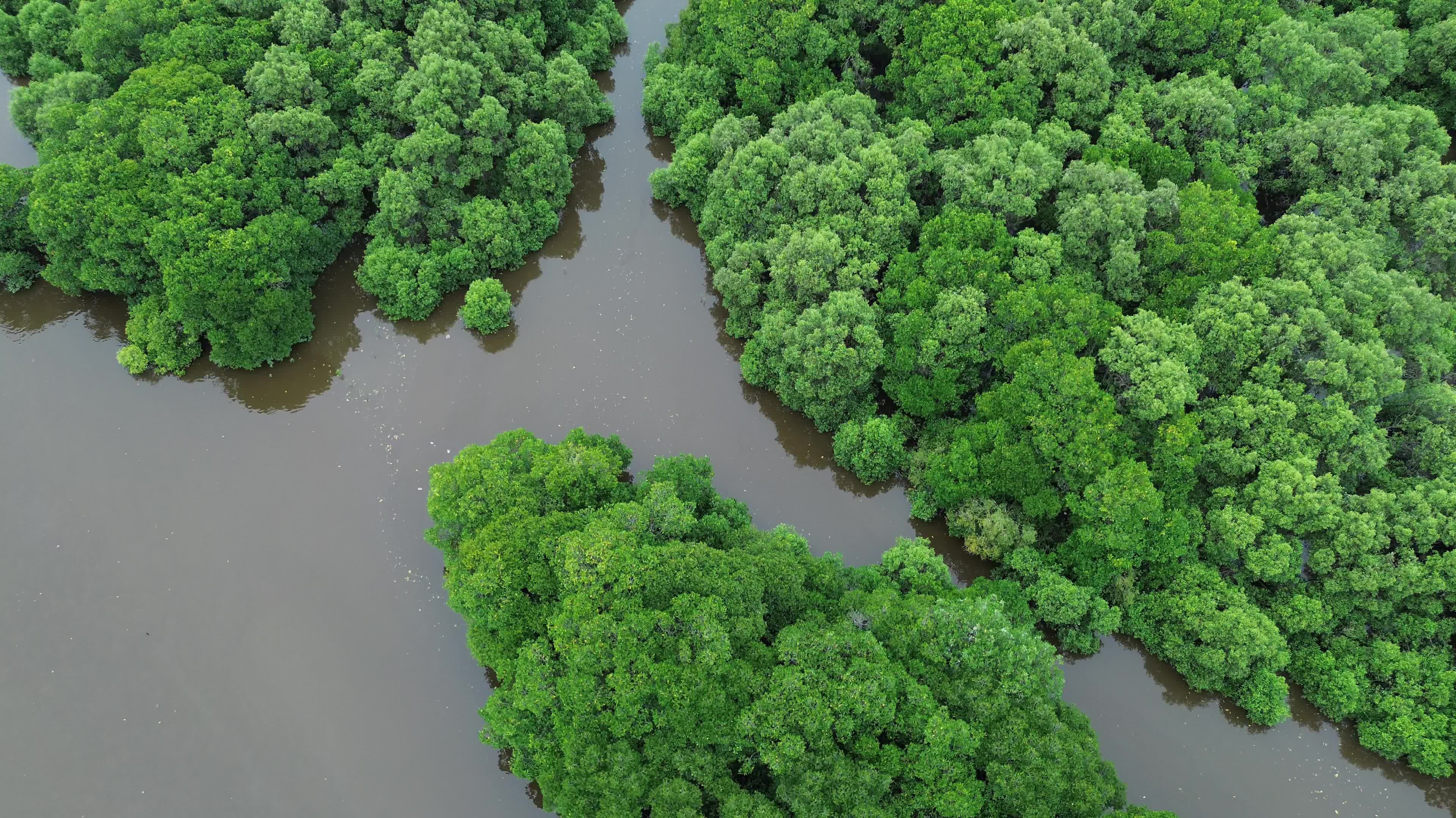 Farmers use Mangrove Fruit in Aceh