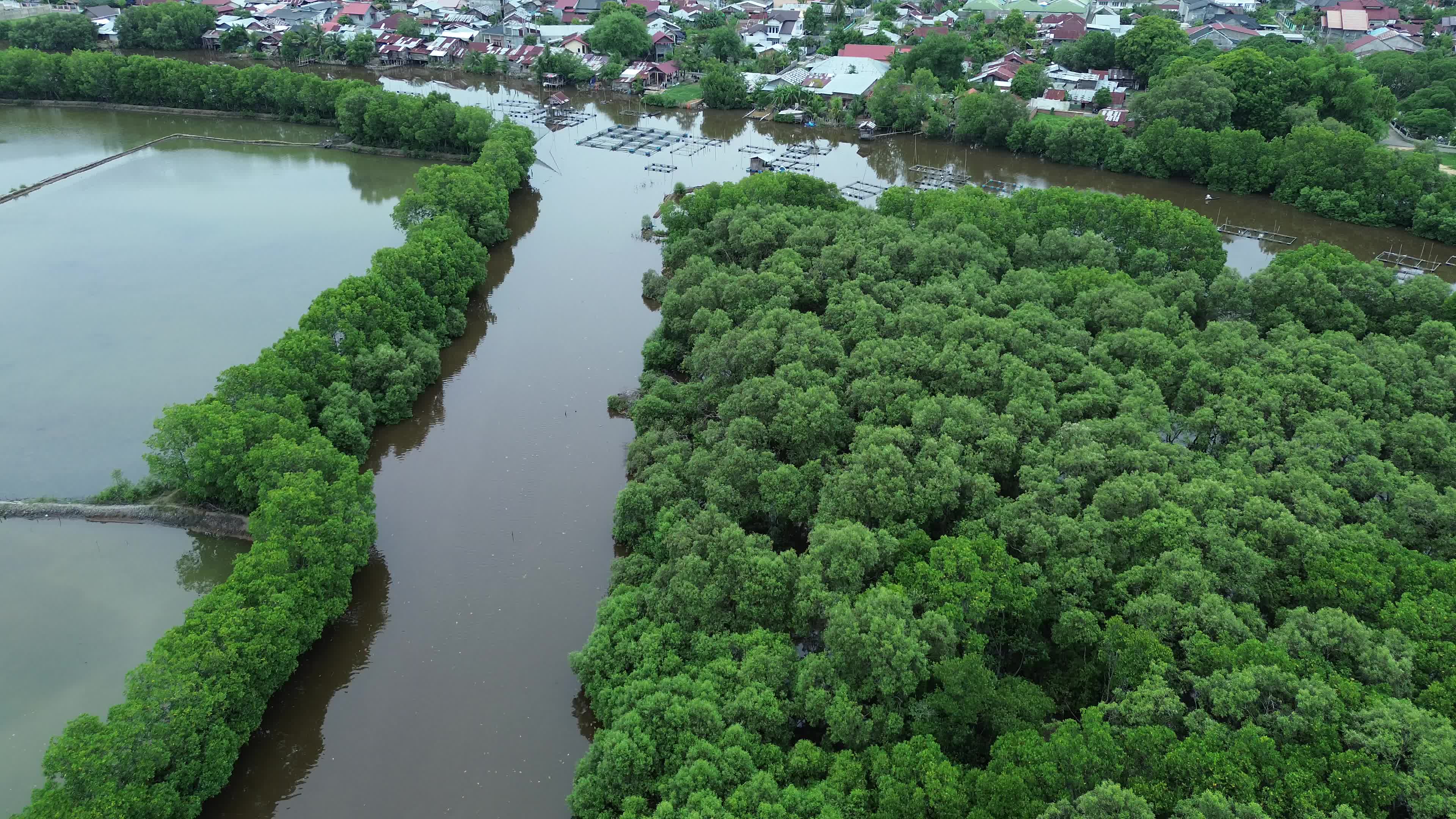 Farmers use Mangrove Fruit in Aceh