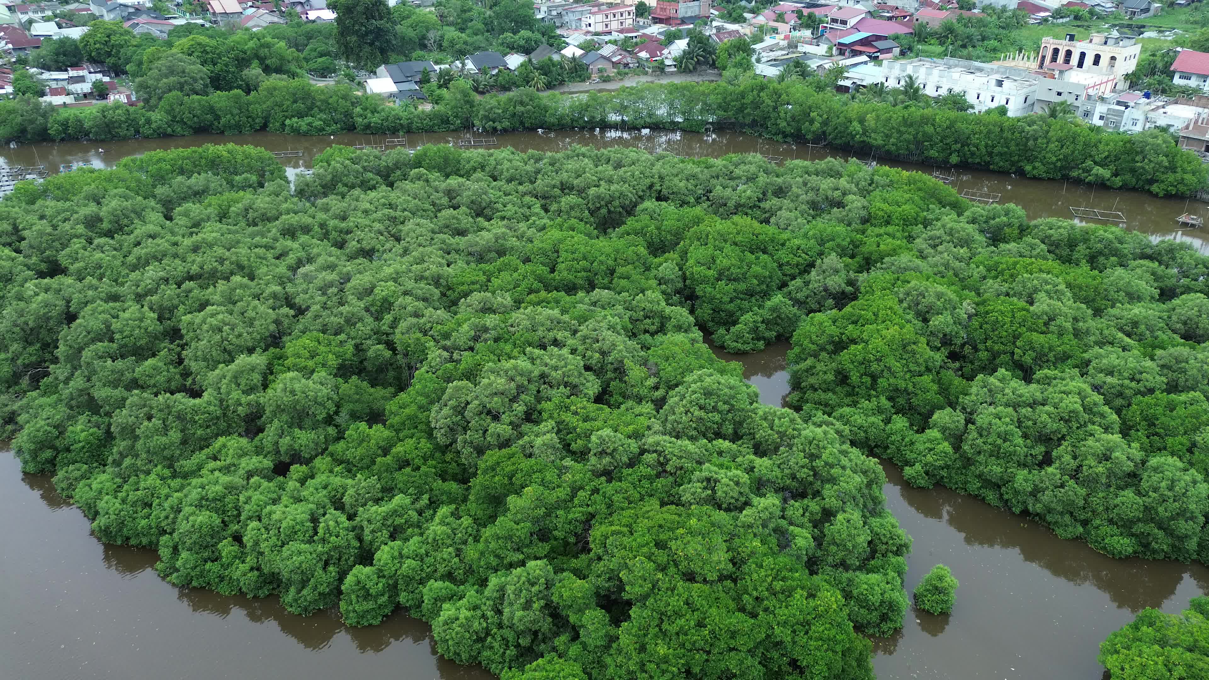Farmers use Mangrove Fruit in Aceh