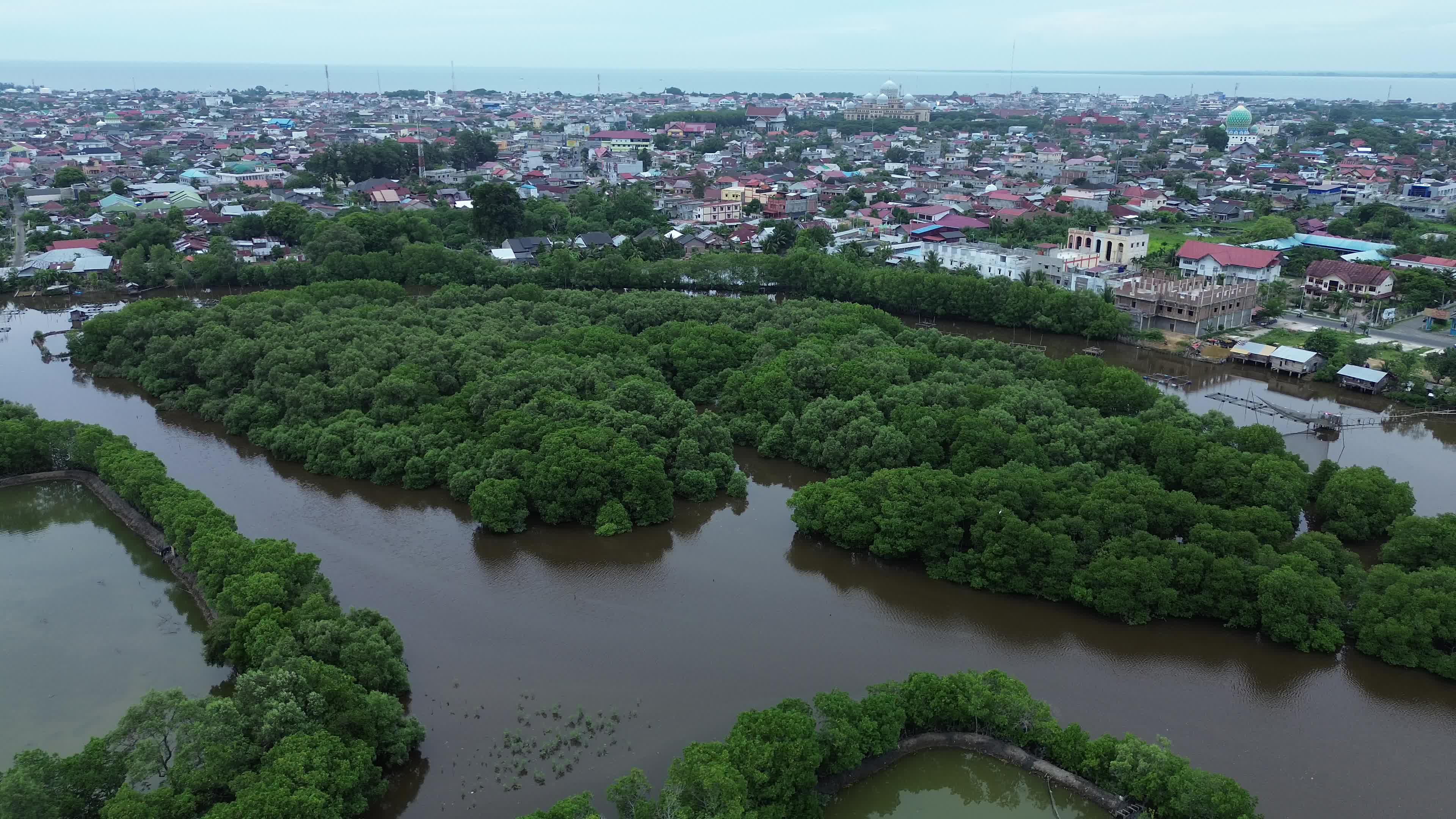 Farmers use Mangrove Fruit in Aceh