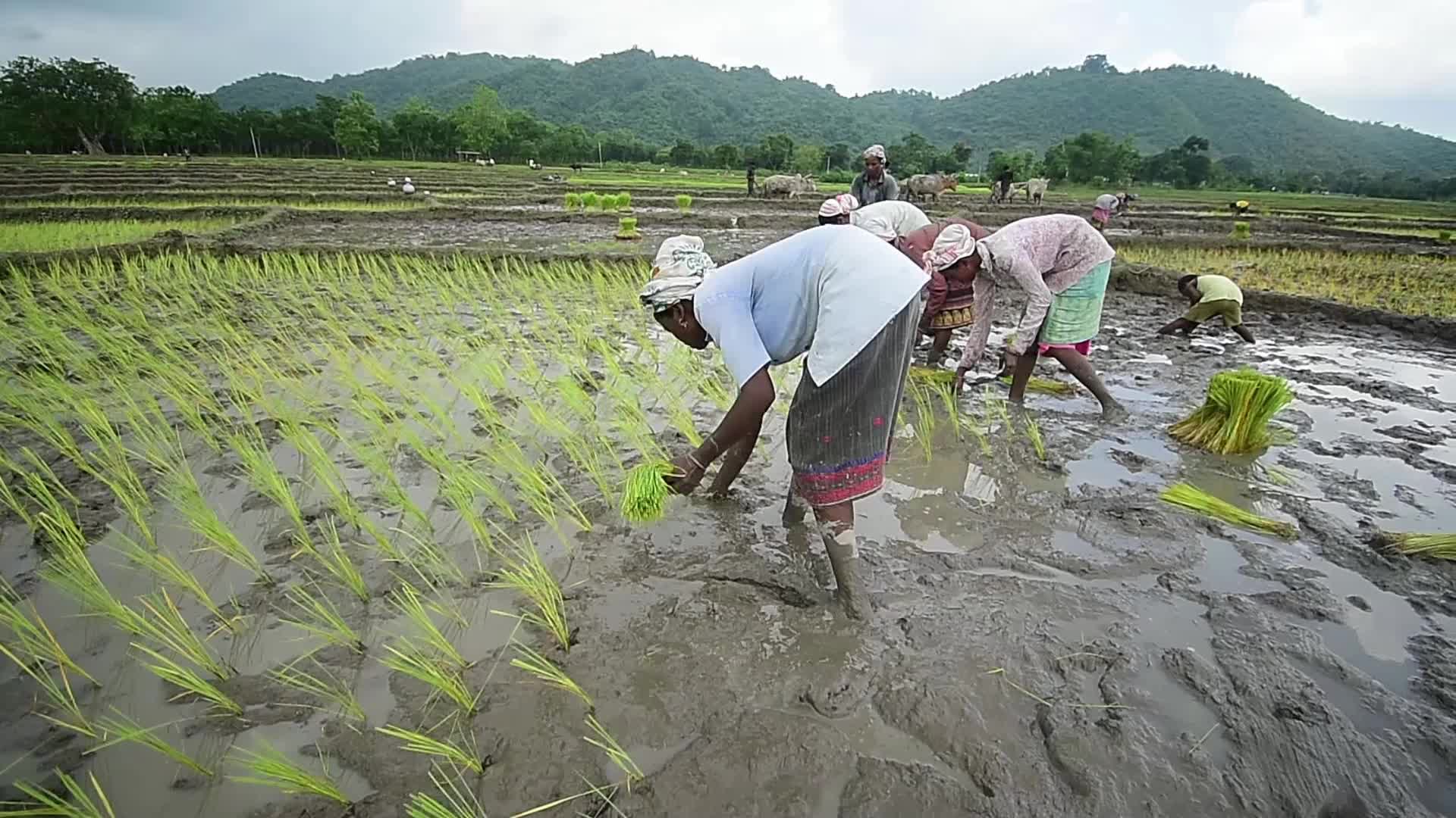 Rice Planting In India