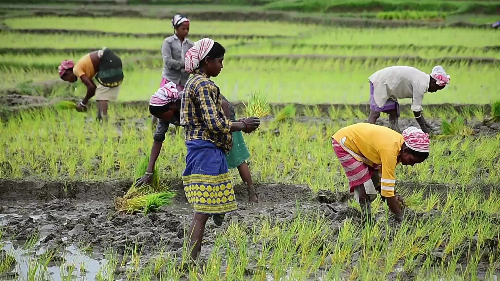 Rice Planting In India