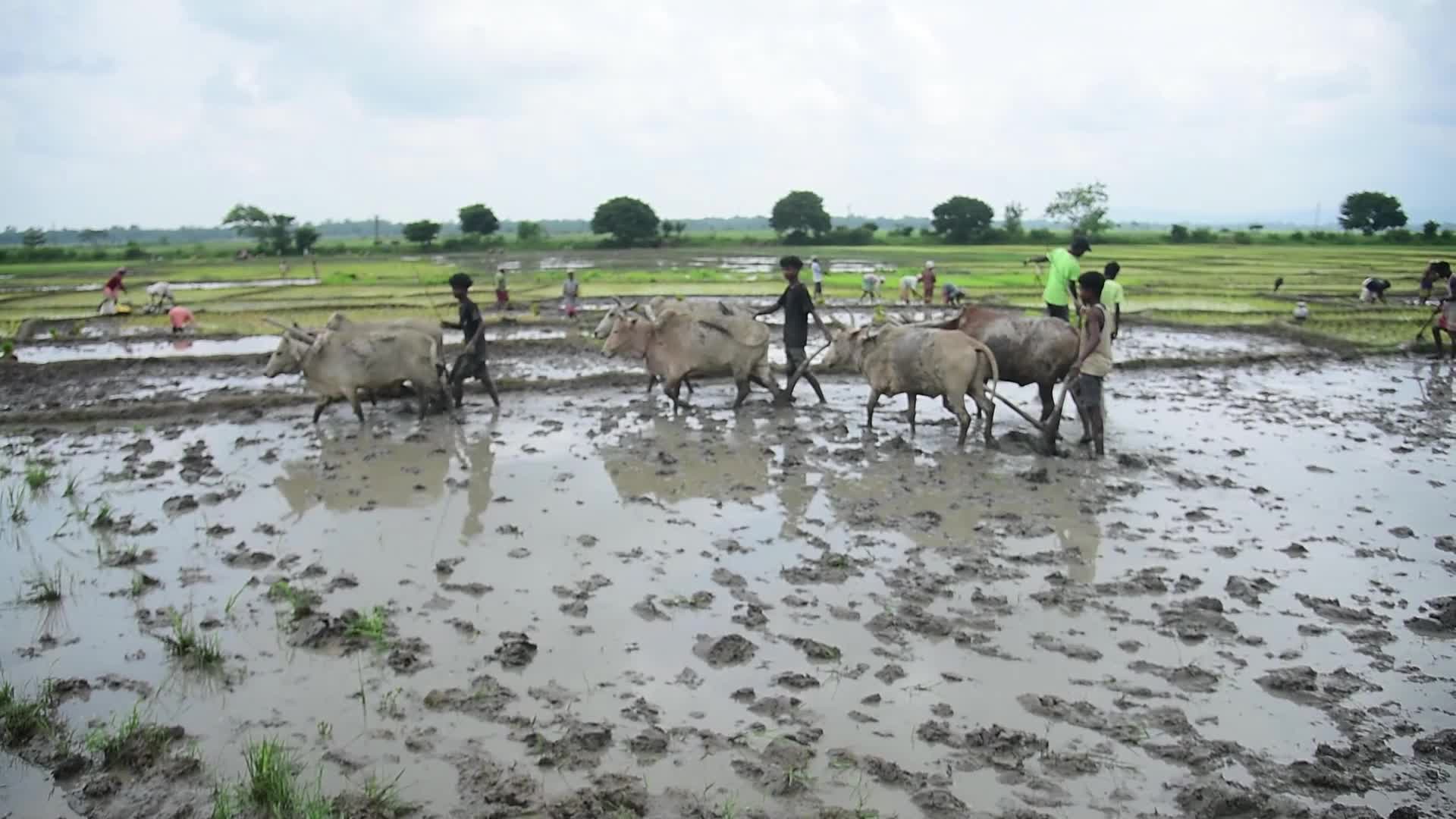 Rice Planting In India