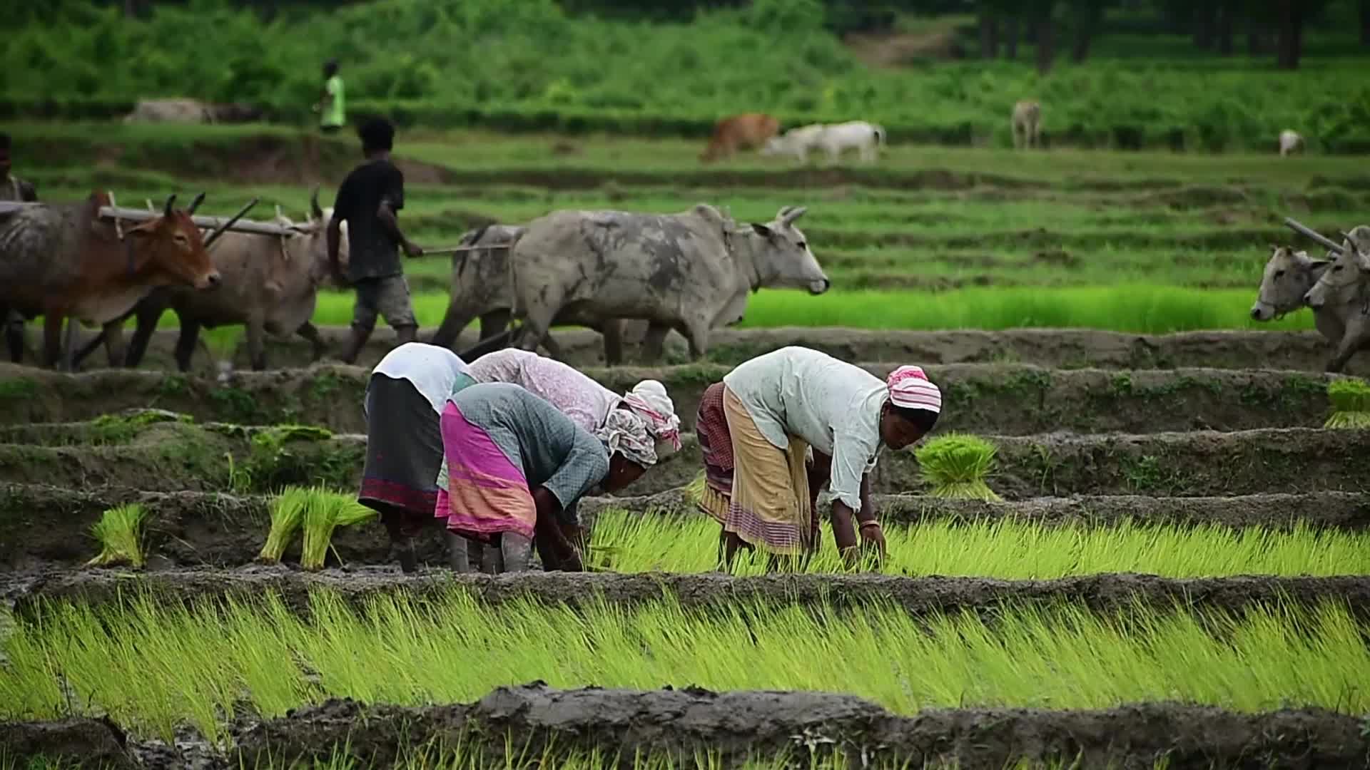 Rice Planting In India