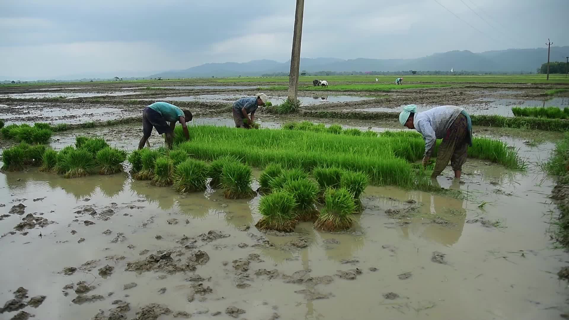 Rice Planting In India