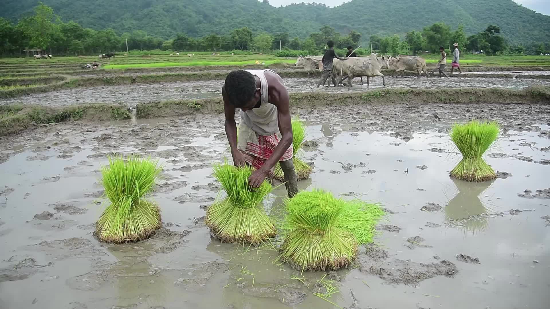 Rice Planting In India