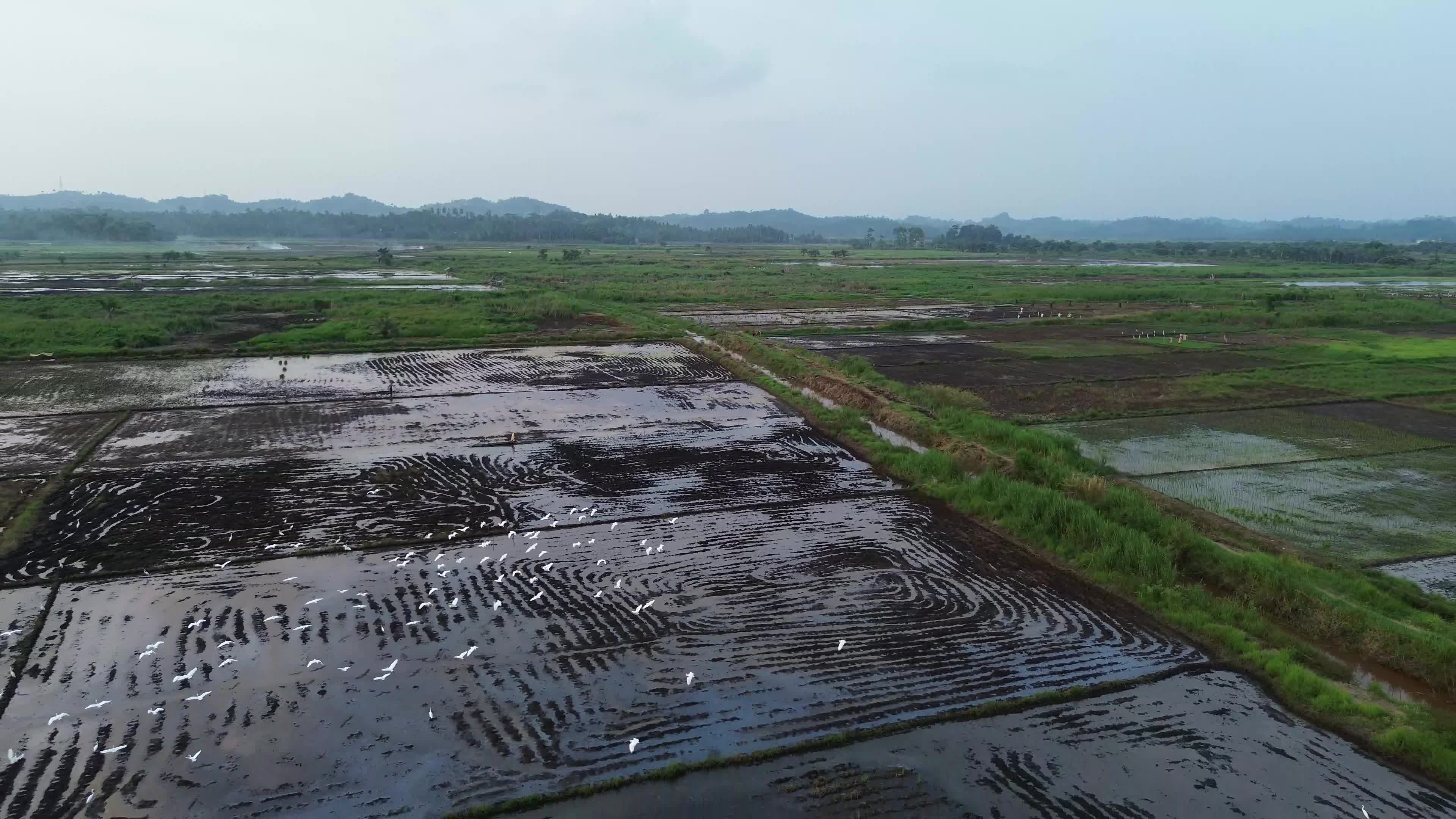 Farmers Plowing Rice Fields in Aceh