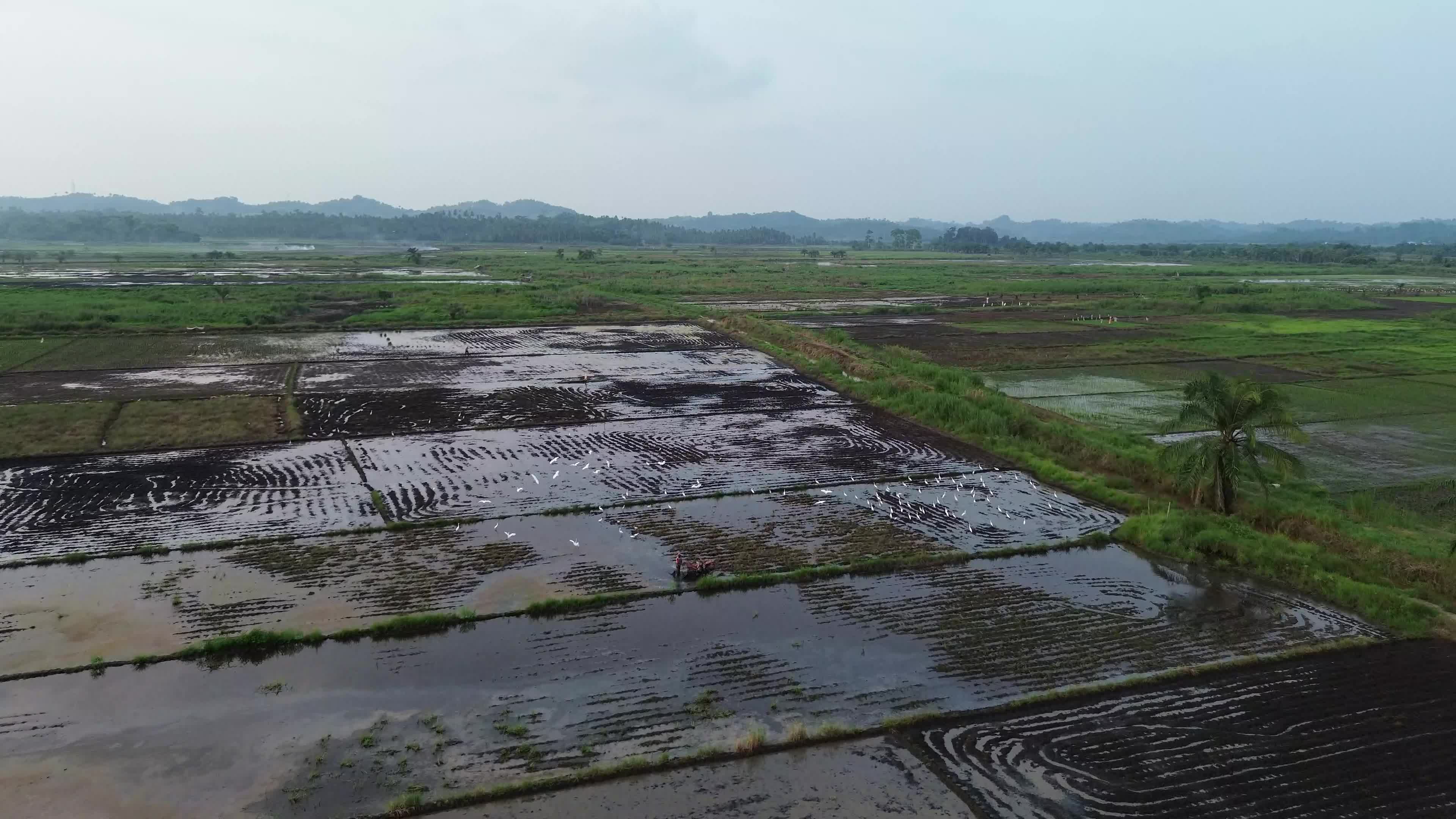 Farmers Plowing Rice Fields in Aceh