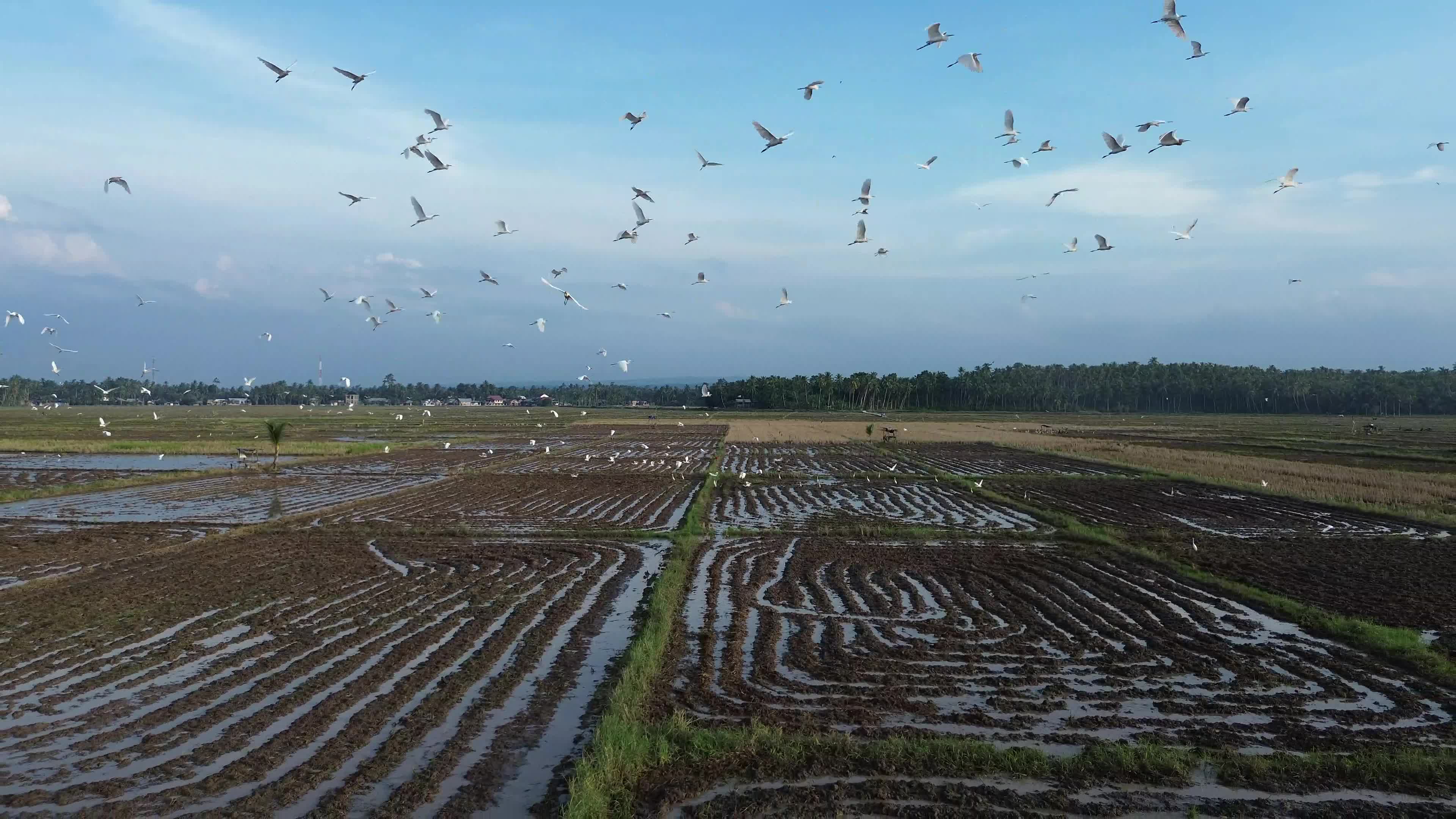 Farmers Plowing Rice Fields in Aceh