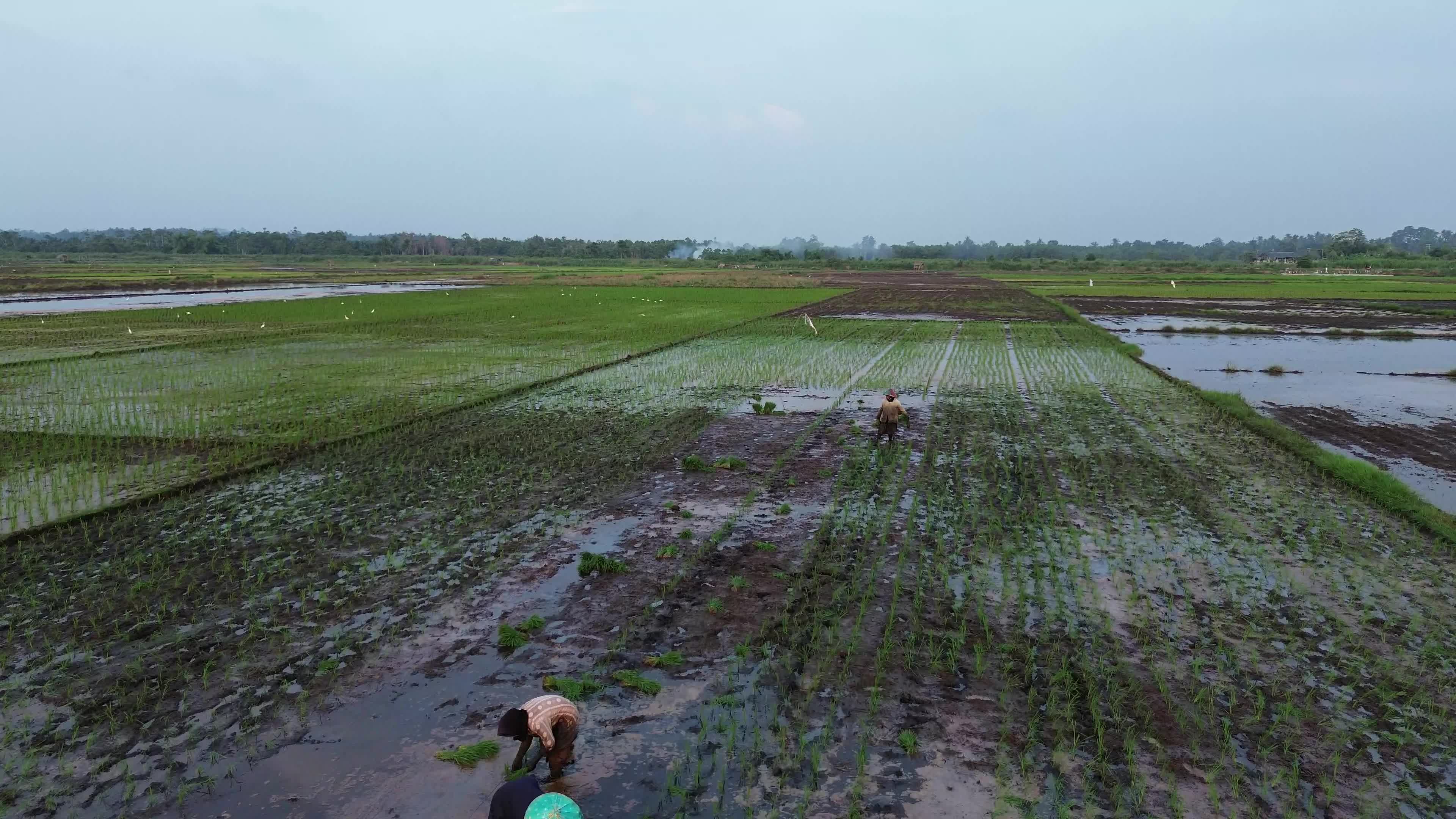 Farmers Planting Rice in Aceh