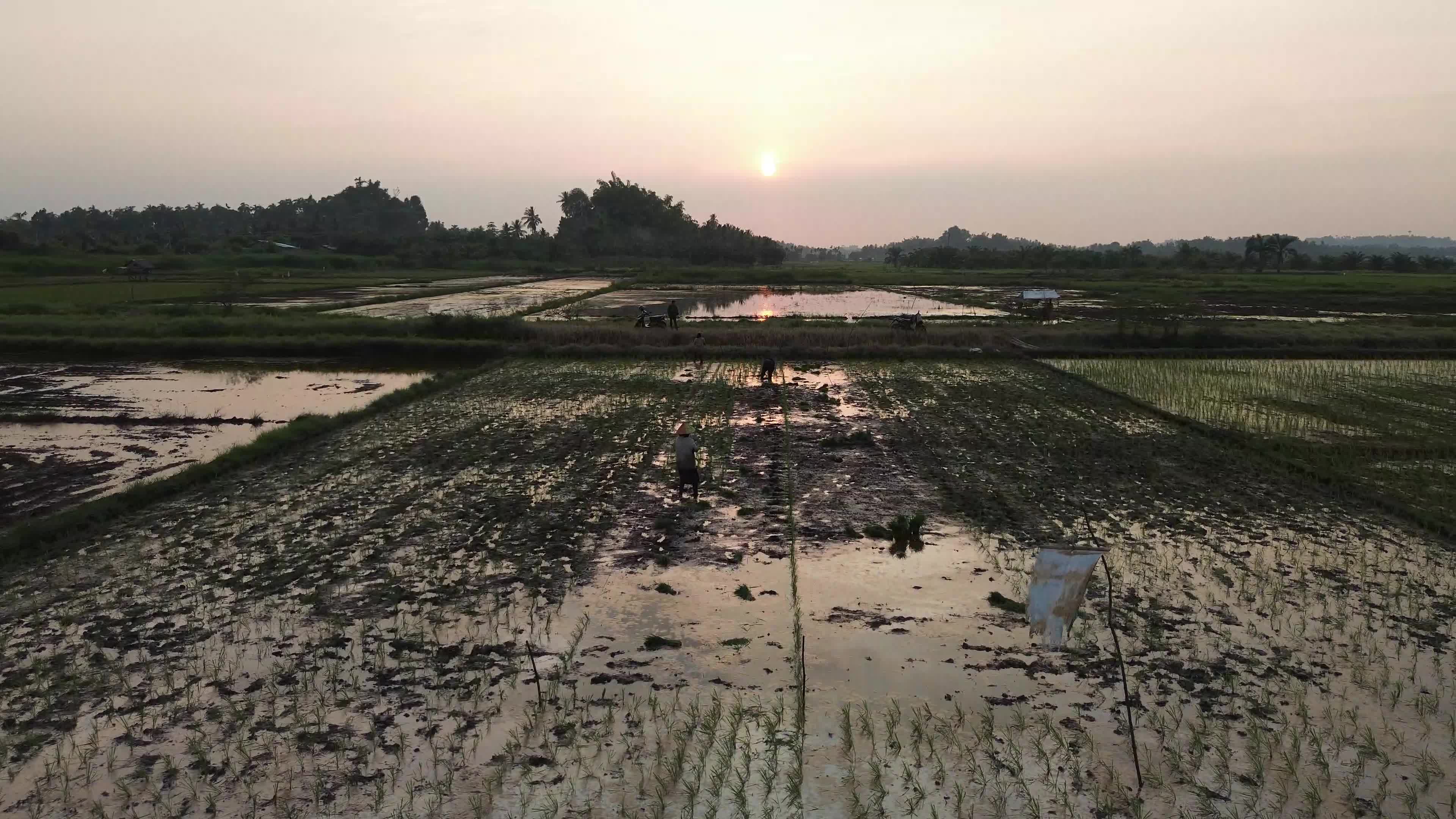 Farmers Planting Rice in Aceh
