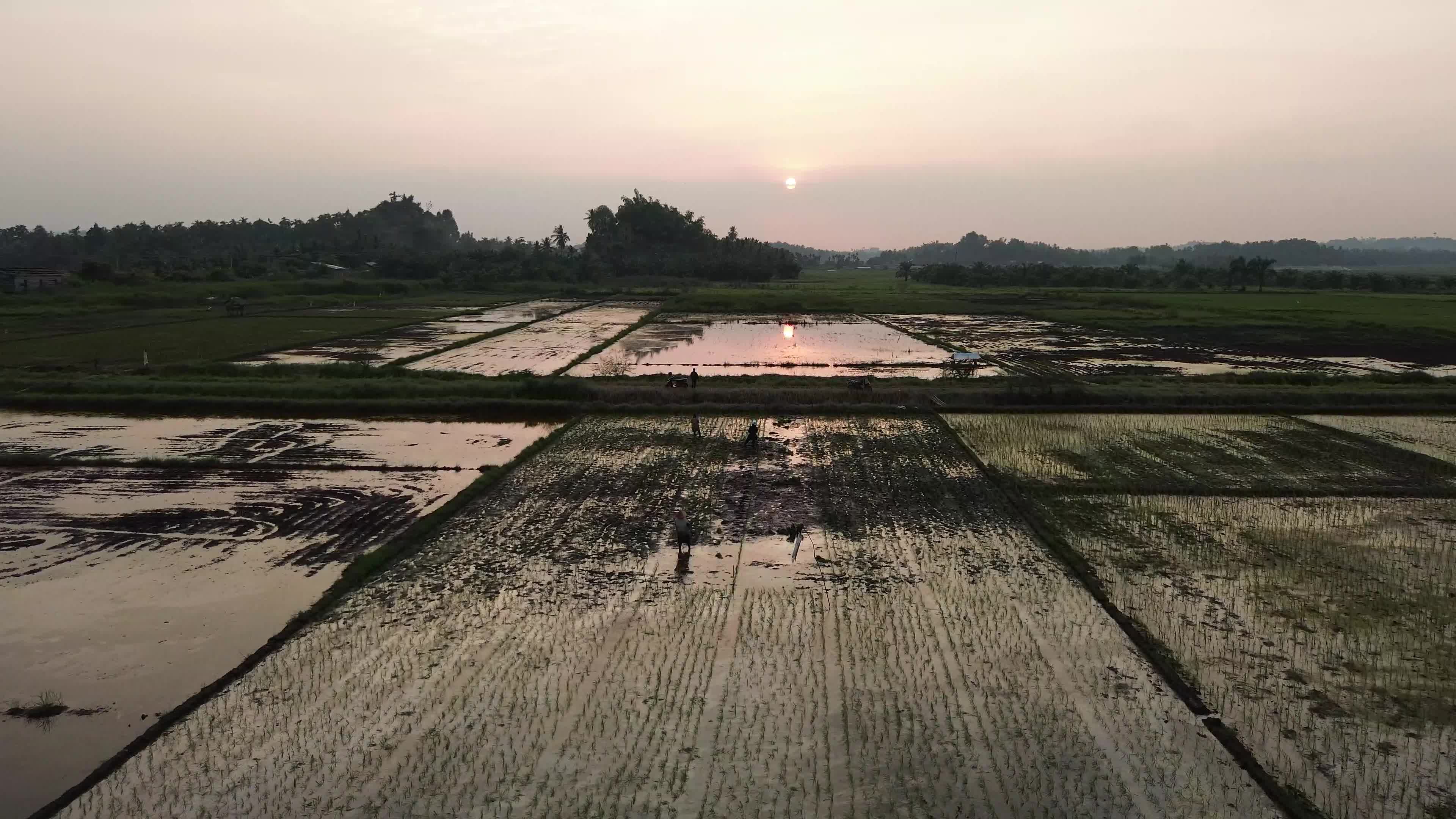 Farmers Planting Rice in Aceh