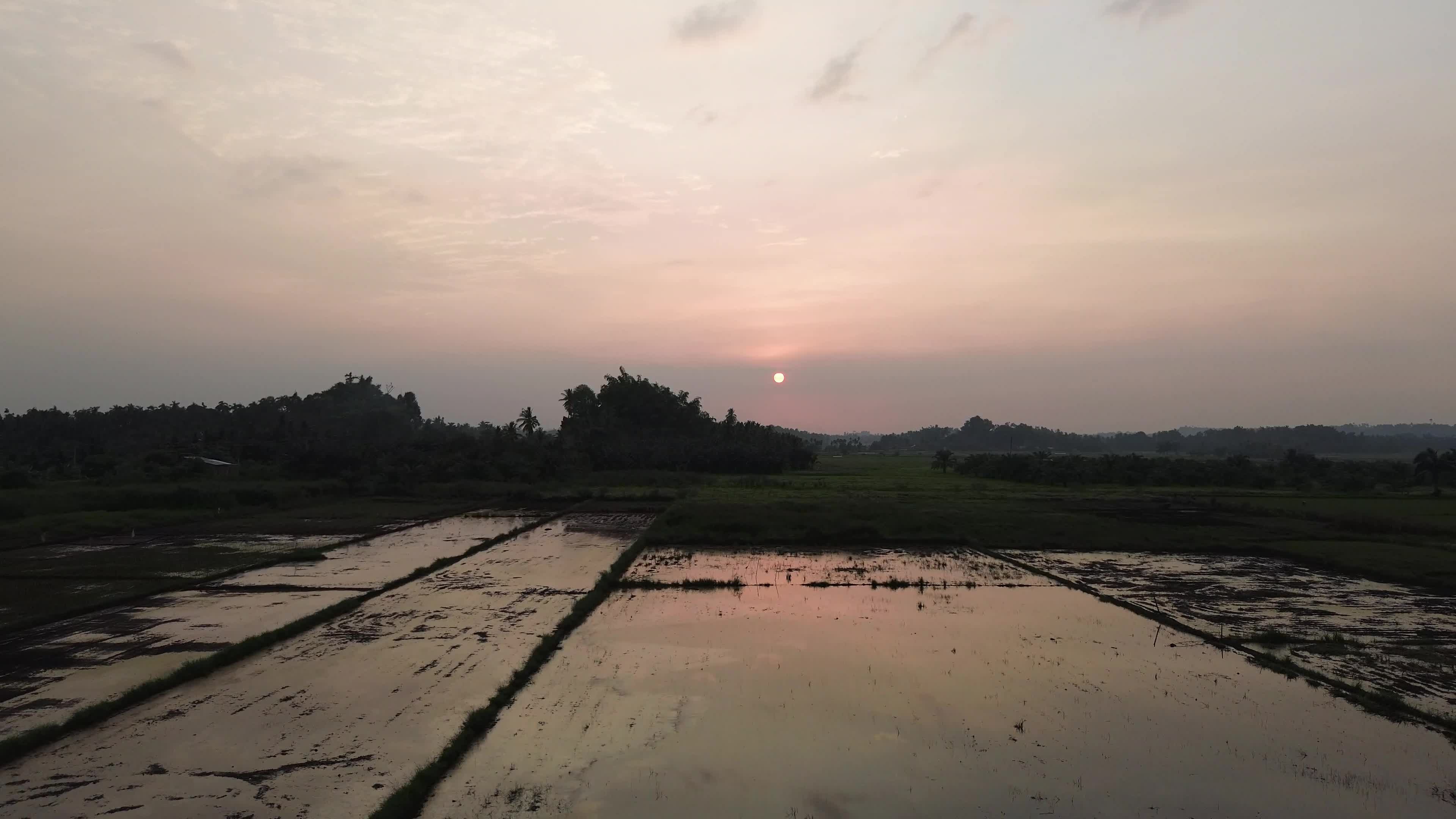 Farmers Planting Rice in Aceh