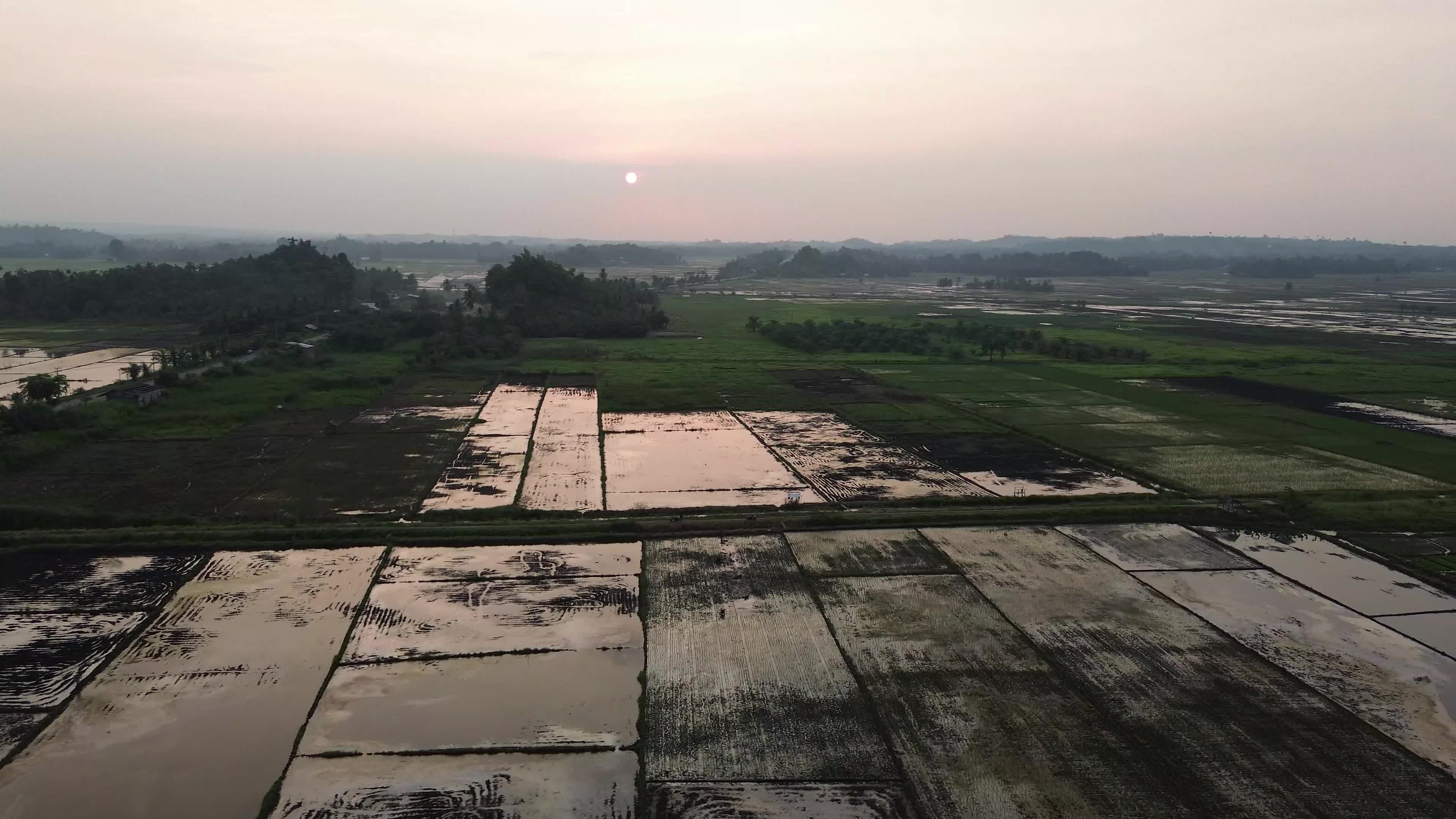 Farmers Planting Rice in Aceh