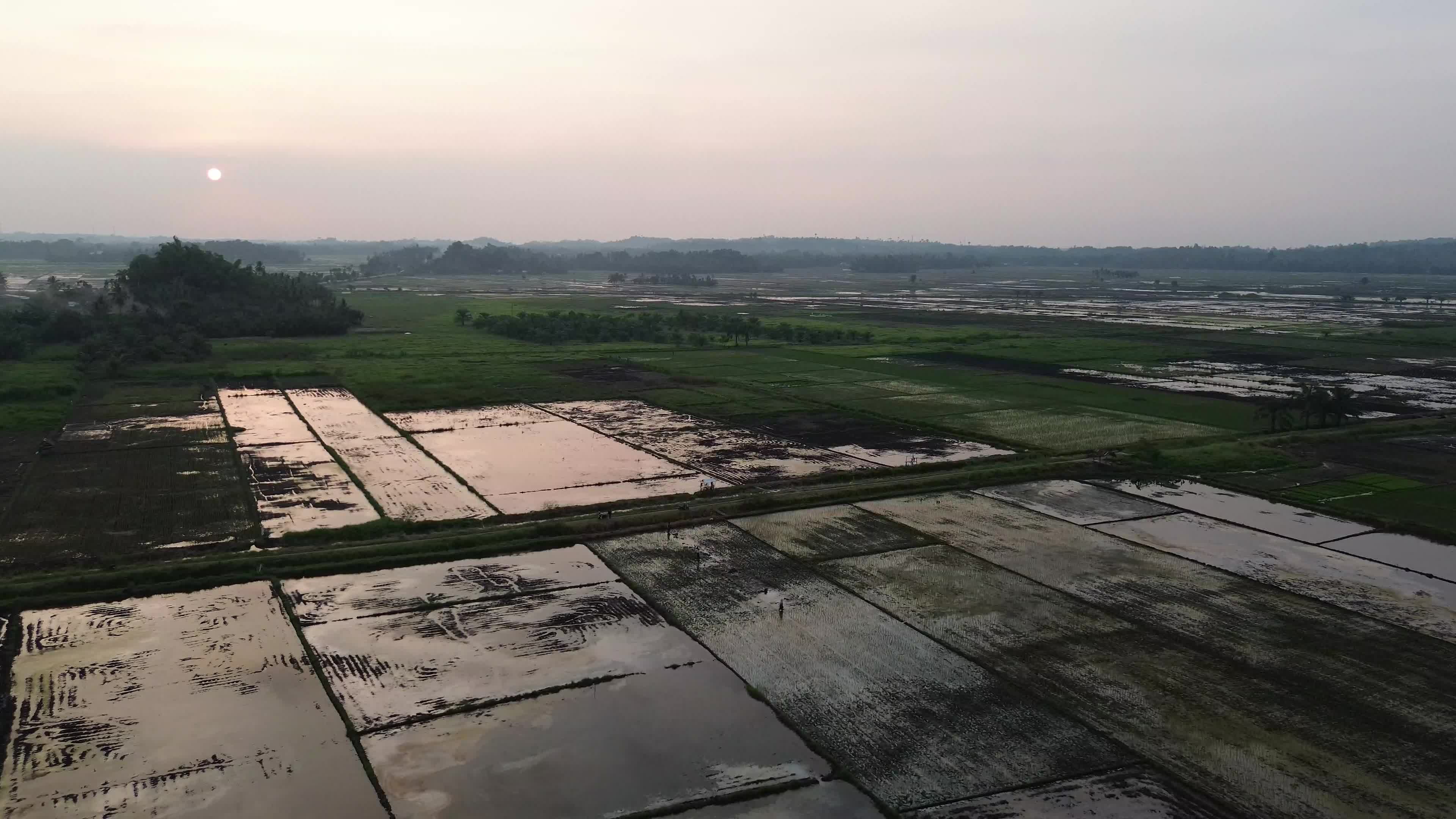 Farmers Planting Rice in Aceh