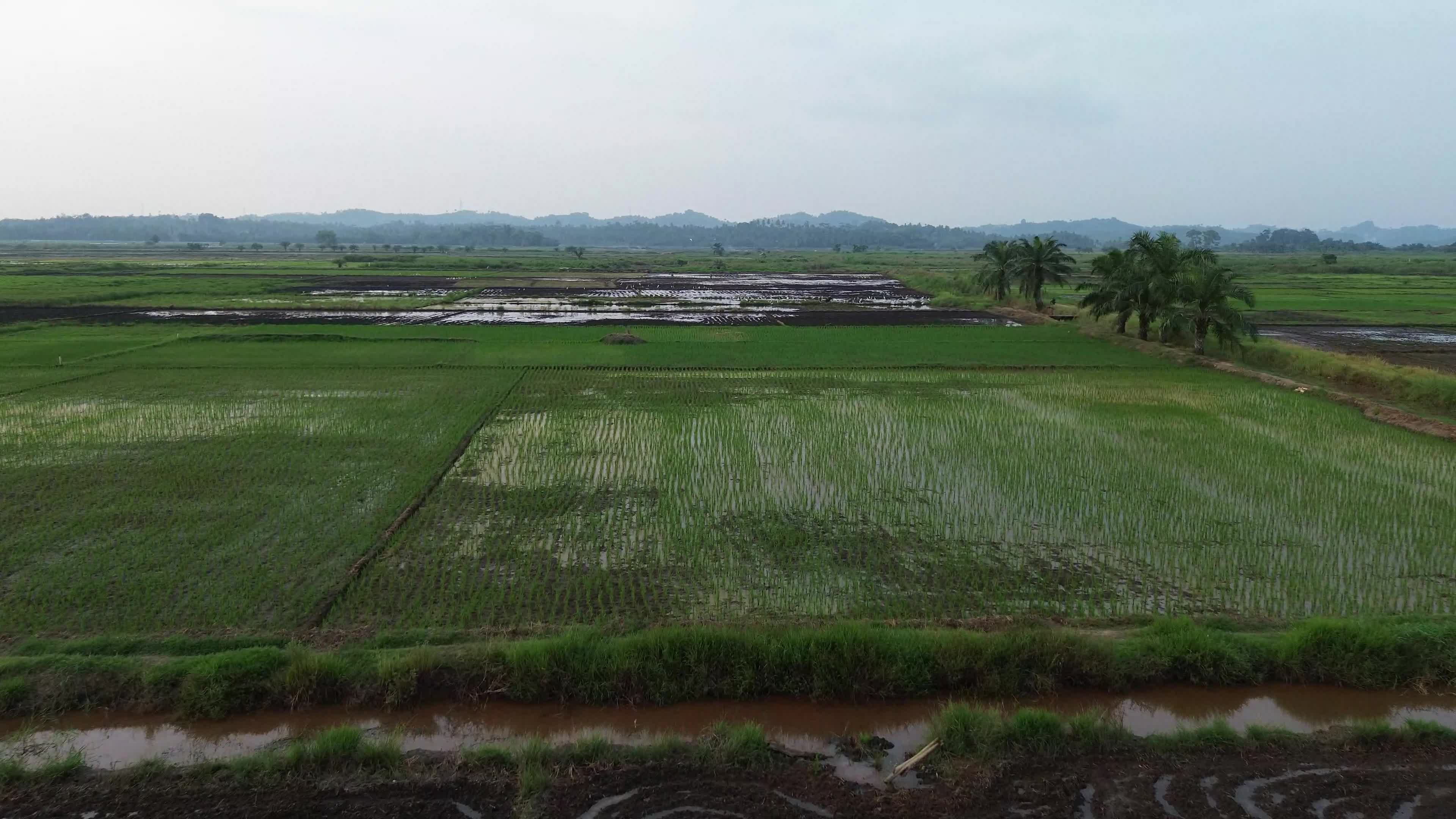Farmers Planting Rice in Aceh