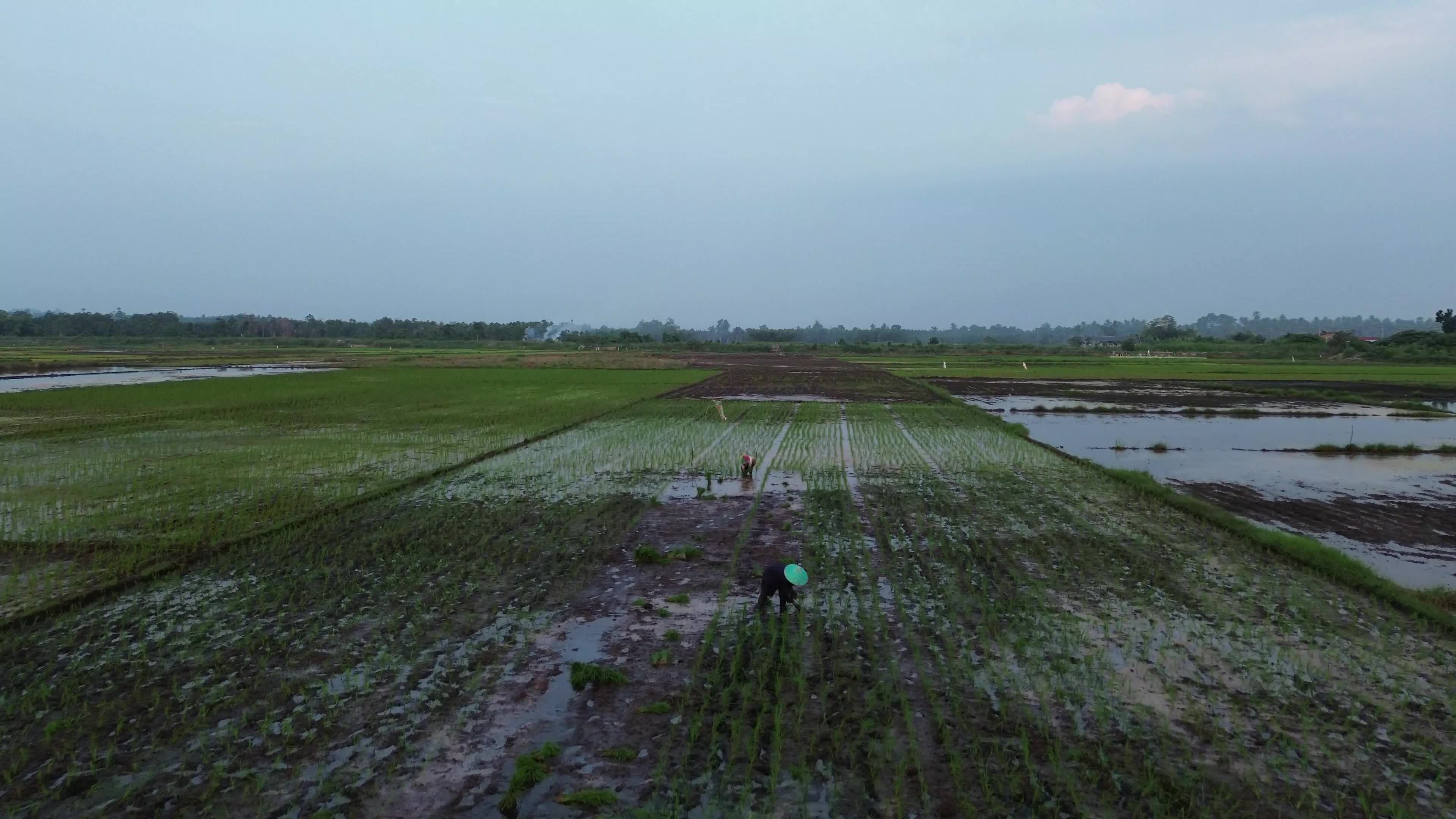 Farmers Planting Rice in Aceh
