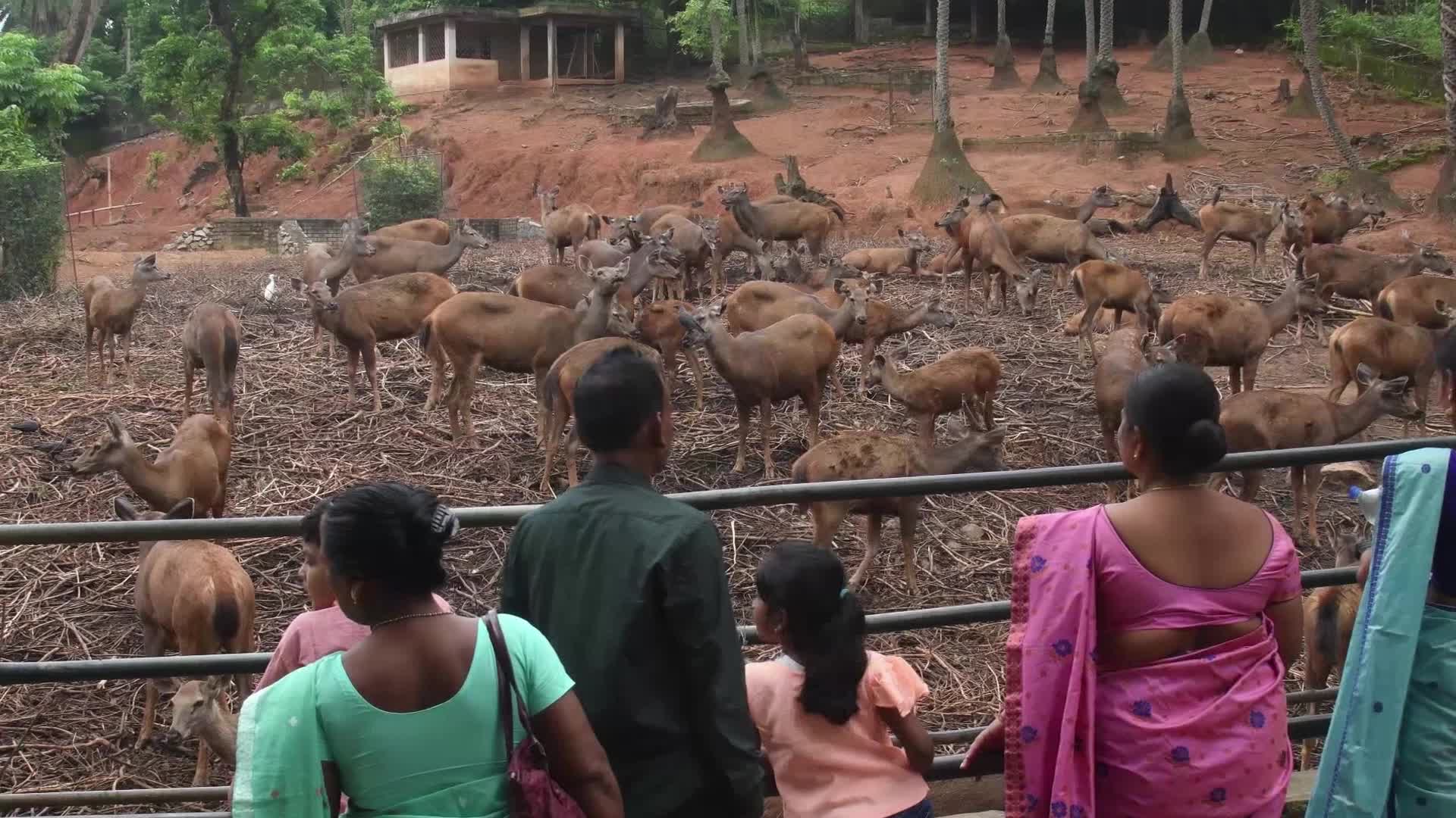 Assam State Zoo Botanical Garden in India