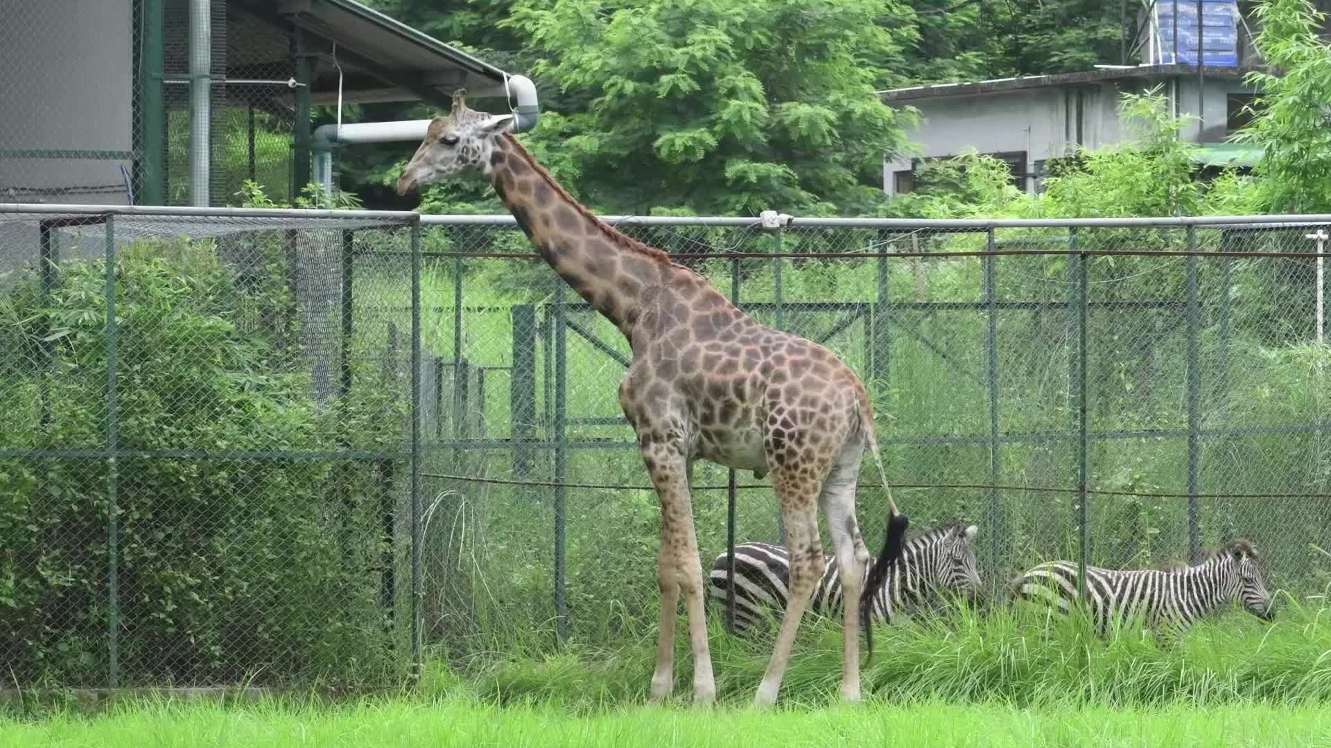 Assam State Zoo Botanical Garden in India