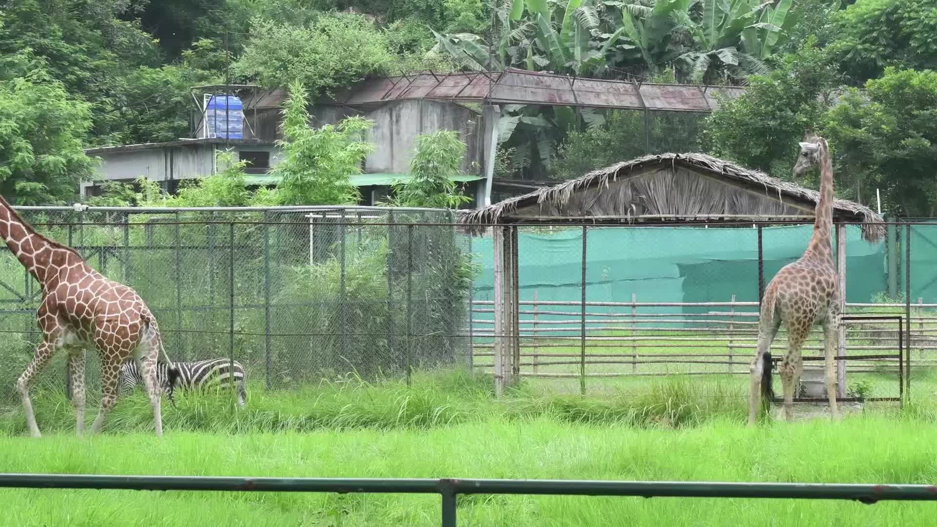 Assam State Zoo Botanical Garden in India