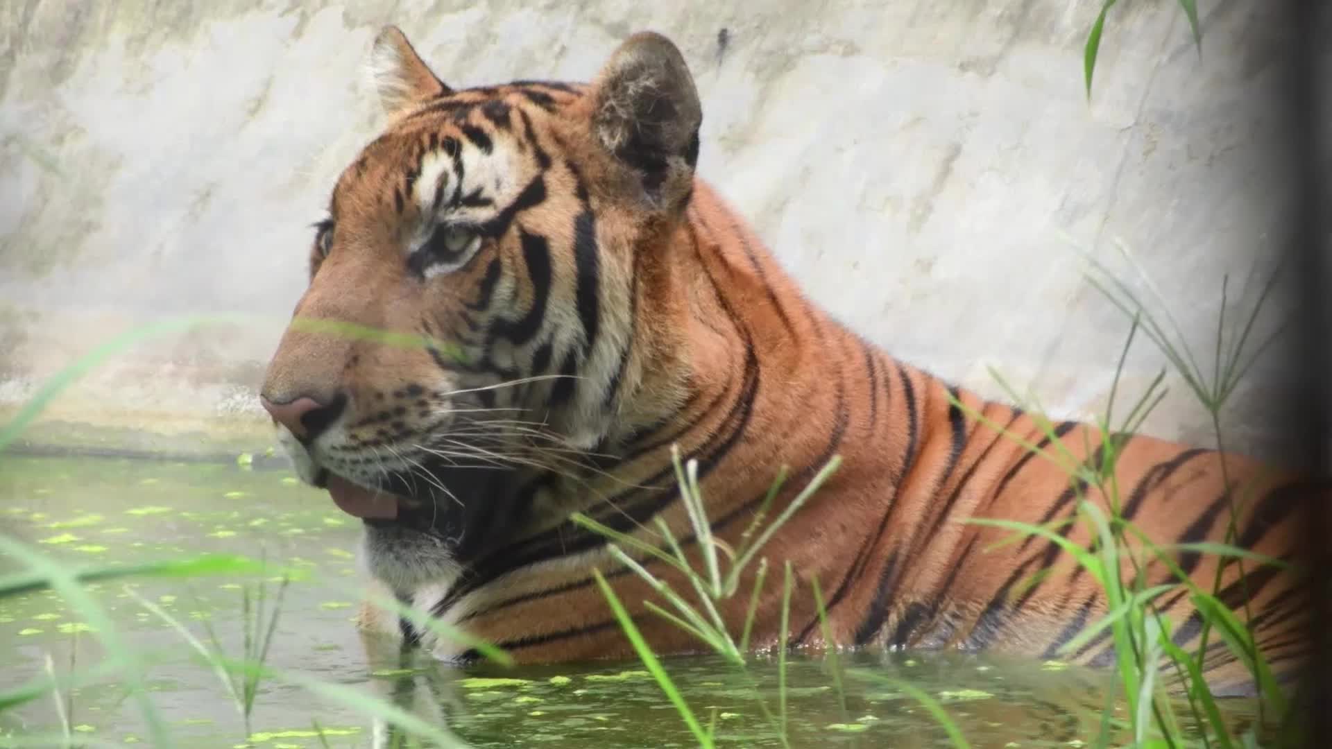Assam State Zoo Botanical Garden in India